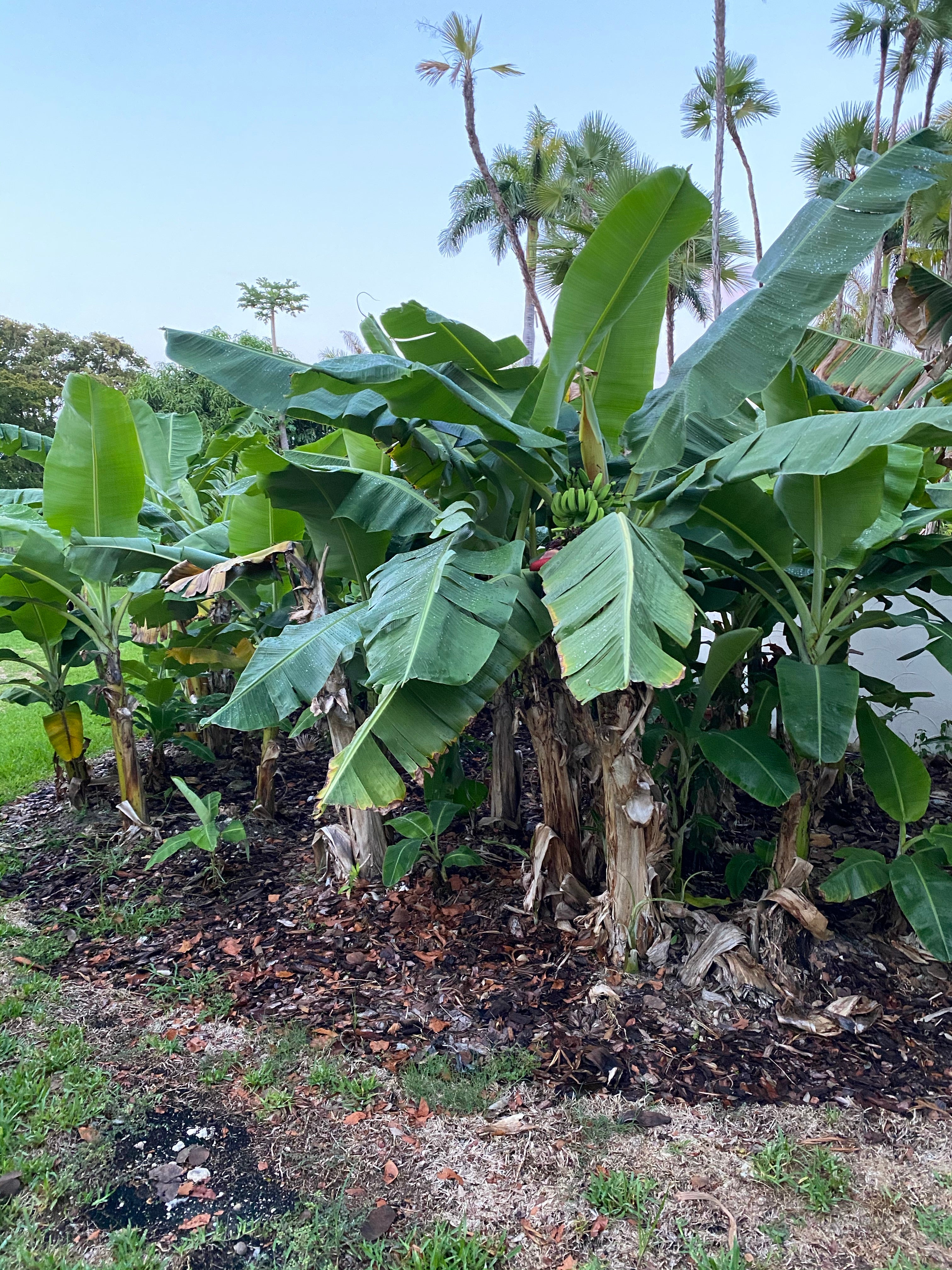 Musa Basjoo Cold Hardy Banana Fruit Tree in a jungle