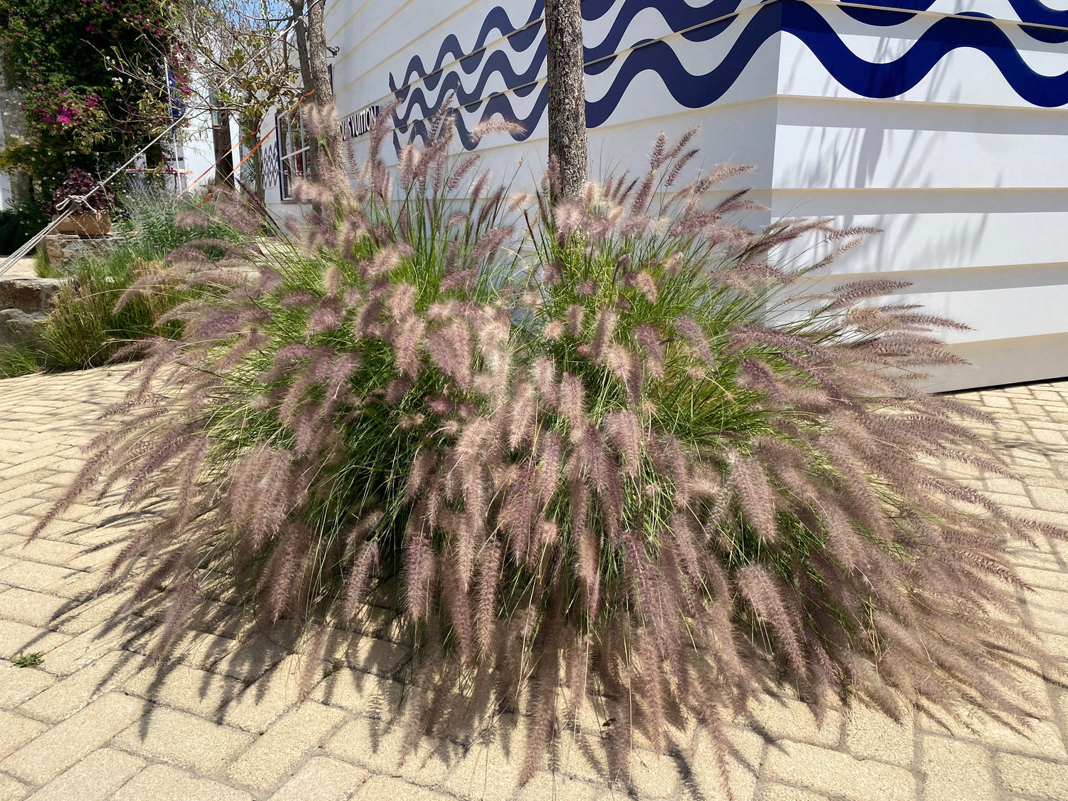 White Fountain Grass