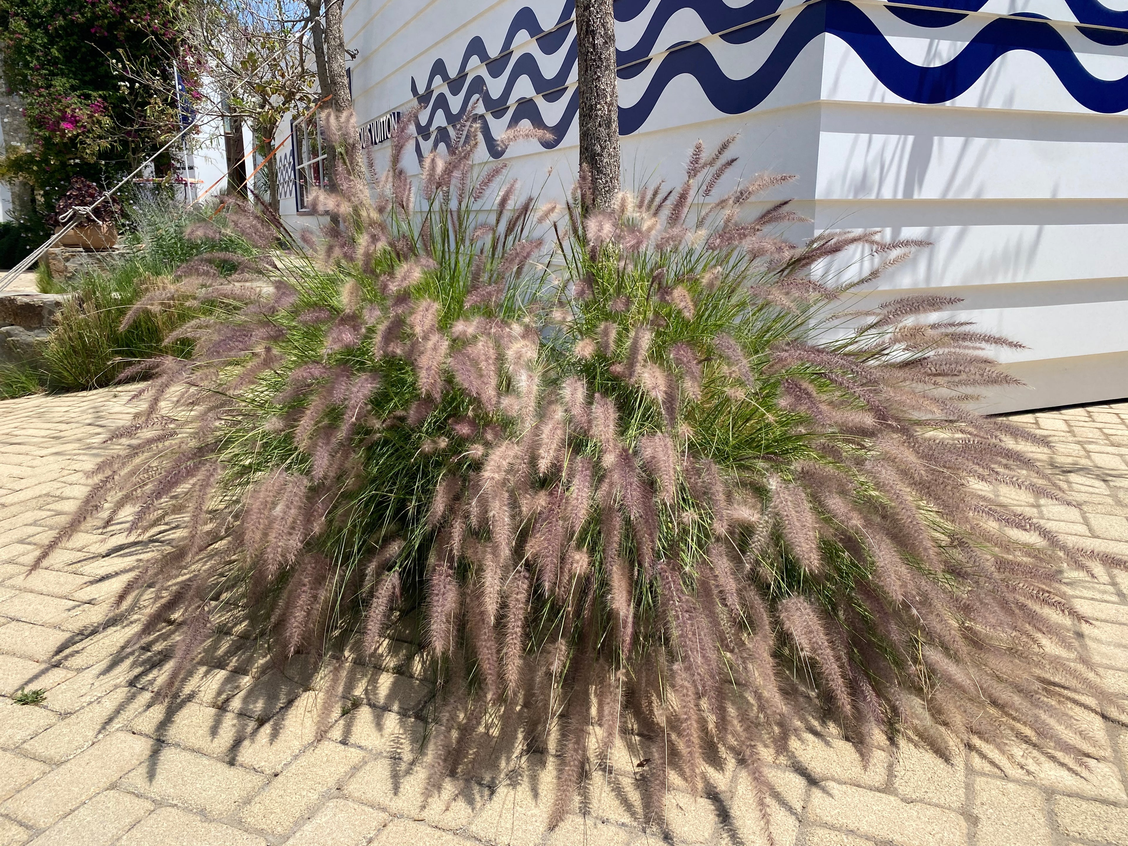White Fountain Grass