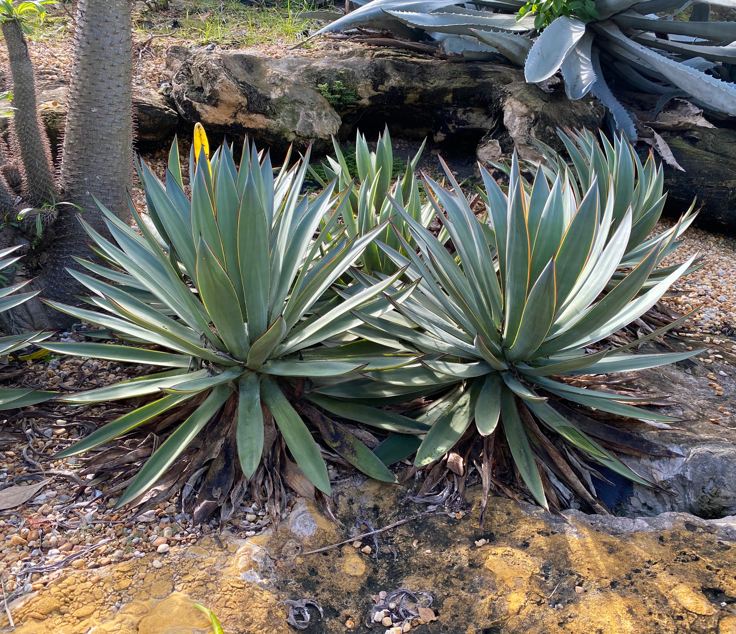 Agave Angustifolia, Caribbean Agave