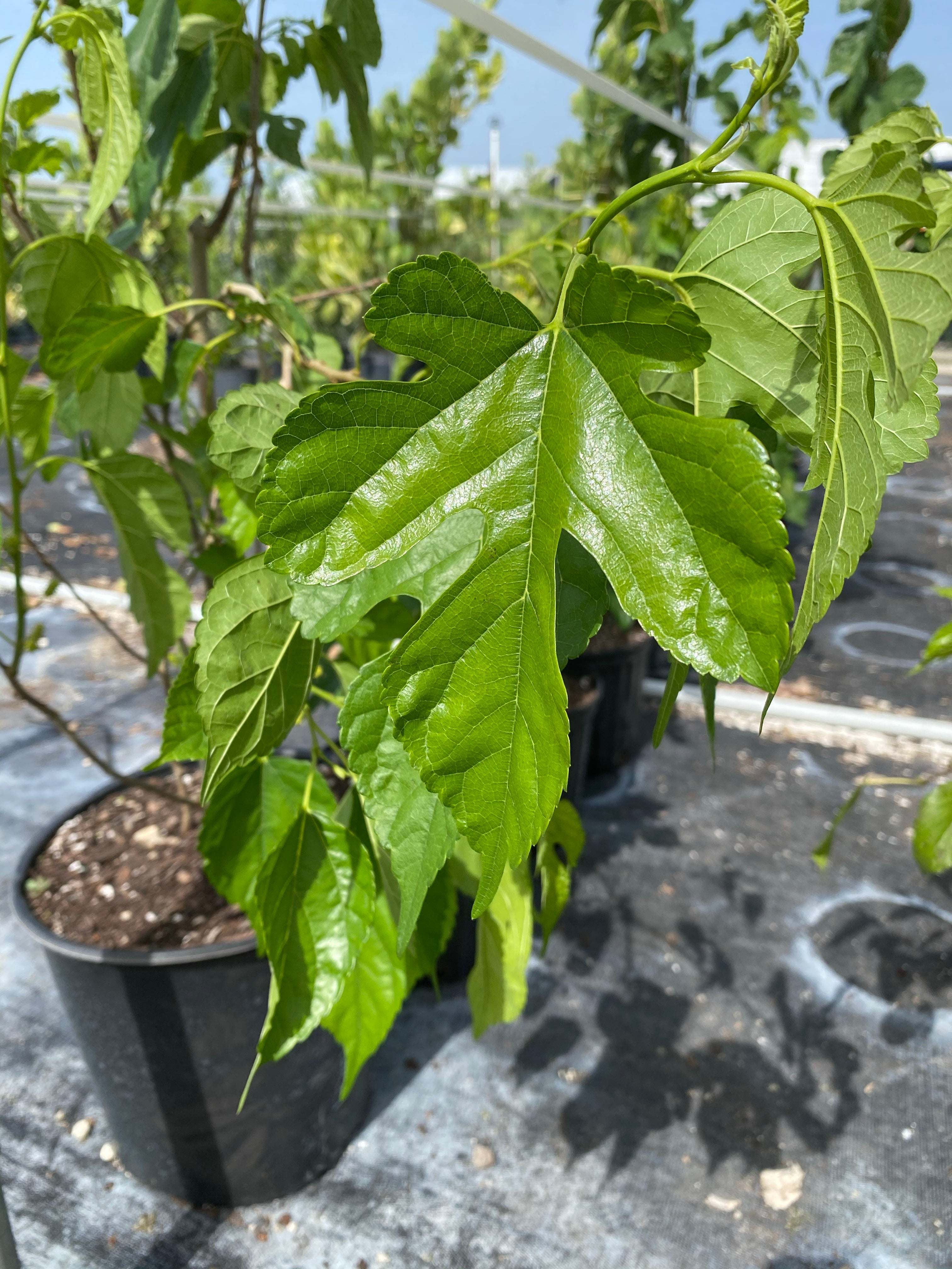 Red Mulberry, Morus Rubra