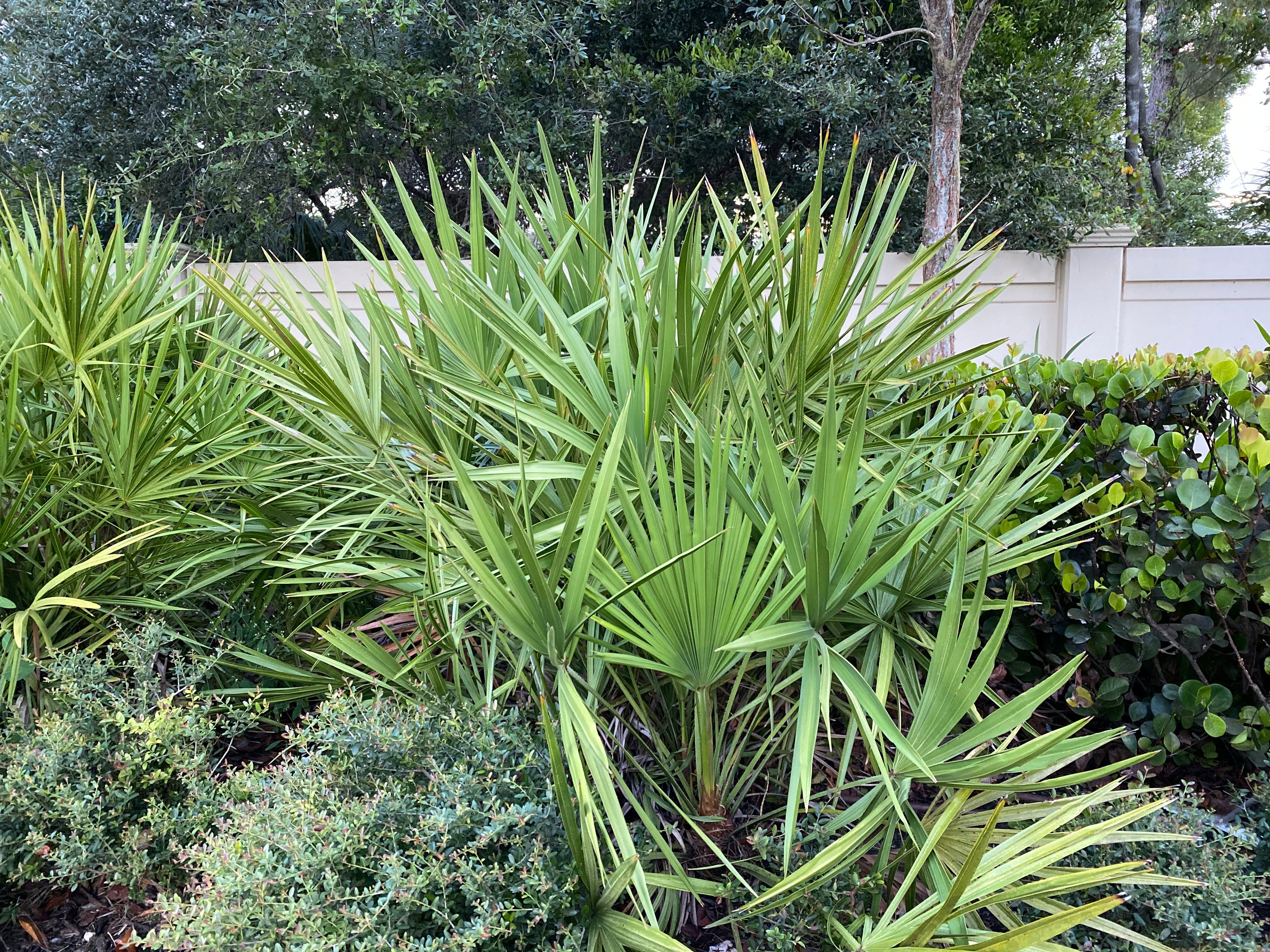 Saw Palmetto Green, Serenoa Repens garden view