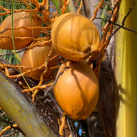 Coconut Tree Red Spicata, Exotic and Rare