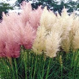 Pink and white pampas grass booming