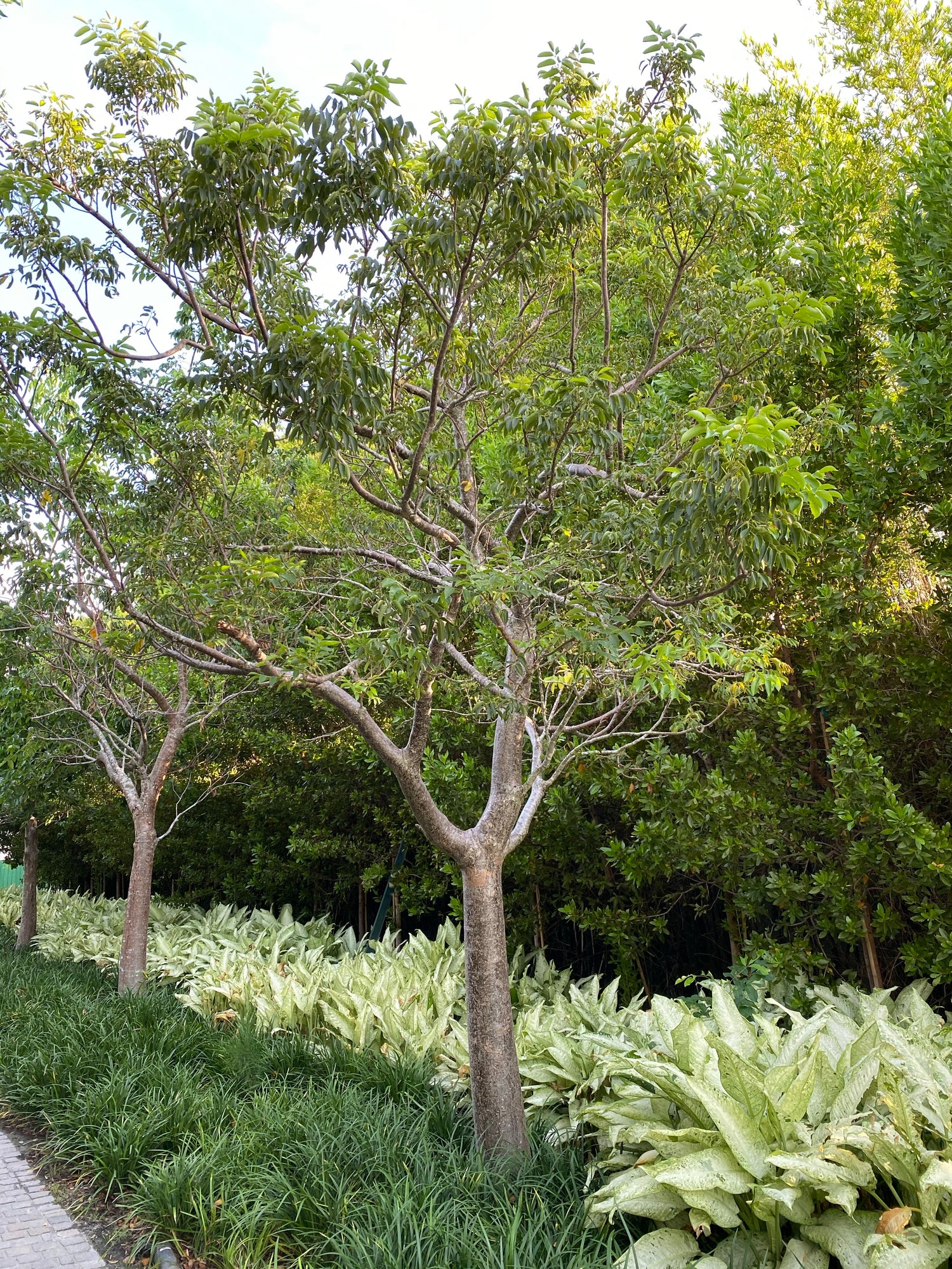 Gumbo Limbo Tree, Bursera Simaruba in garden