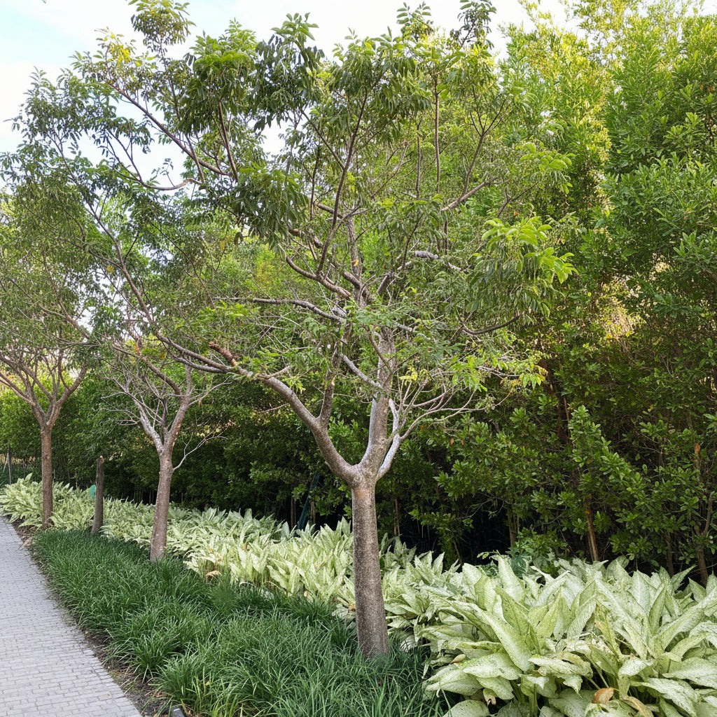 Gumbo Limbo Tree, Bursera Simaruba in garden
