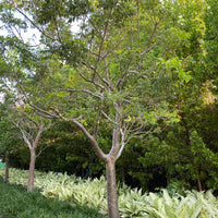 Gumbo Limbo Tree, Bursera Simaruba