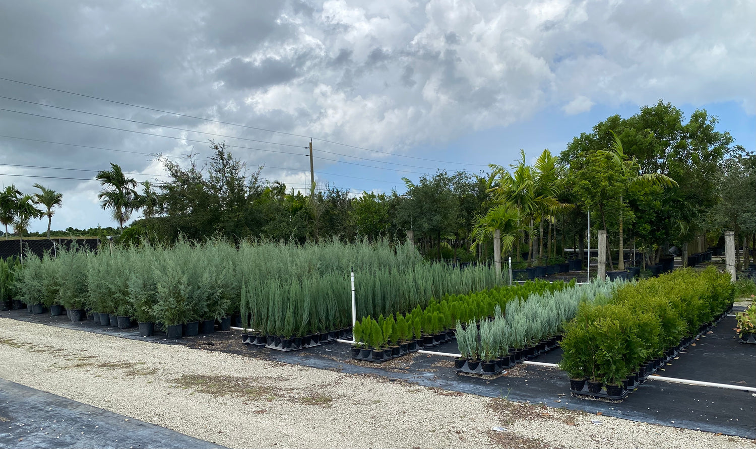 Southern Red Cedar, Juniperus silicicola in nursery