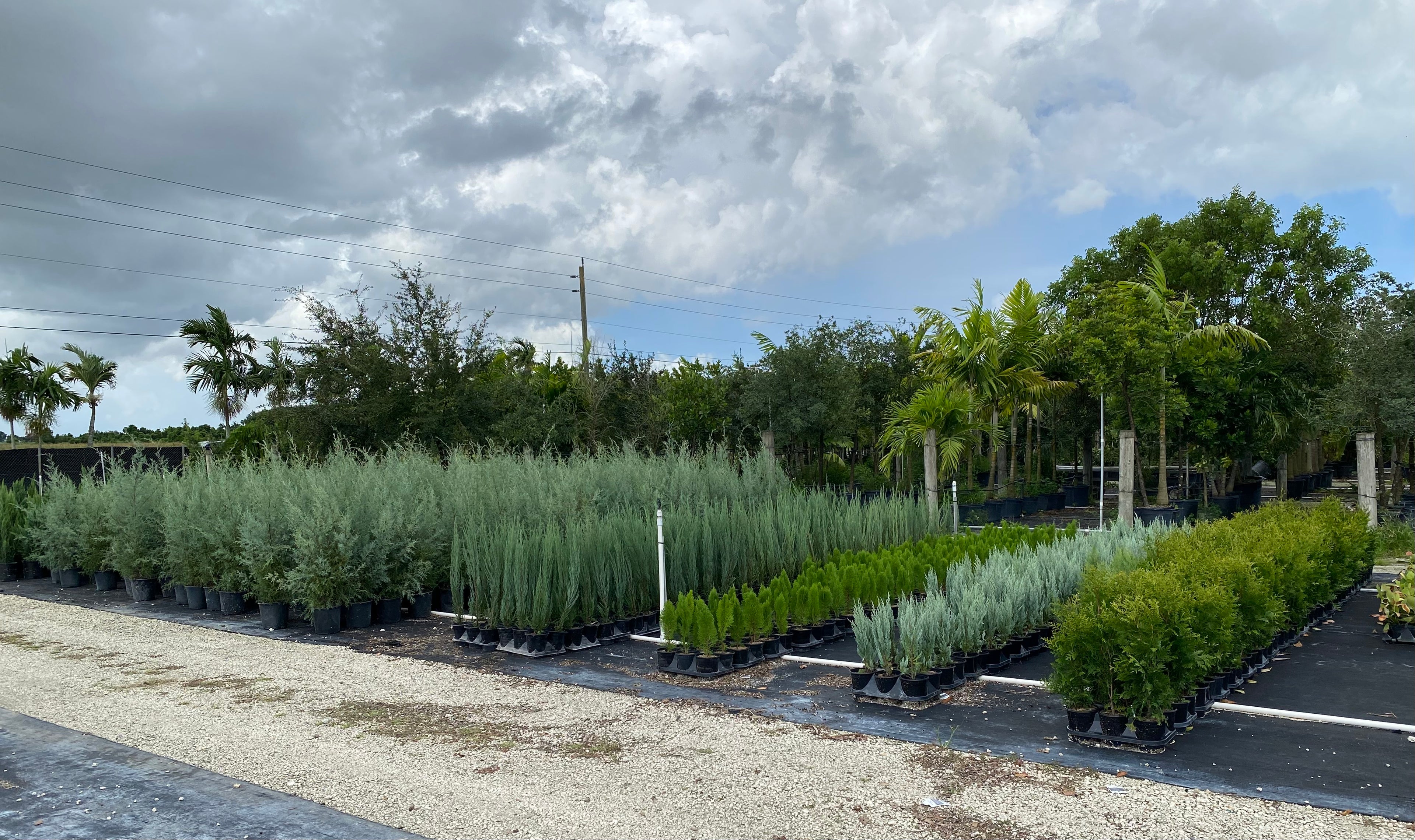 Southern Red Cedar, Juniperus silicicola in nursery