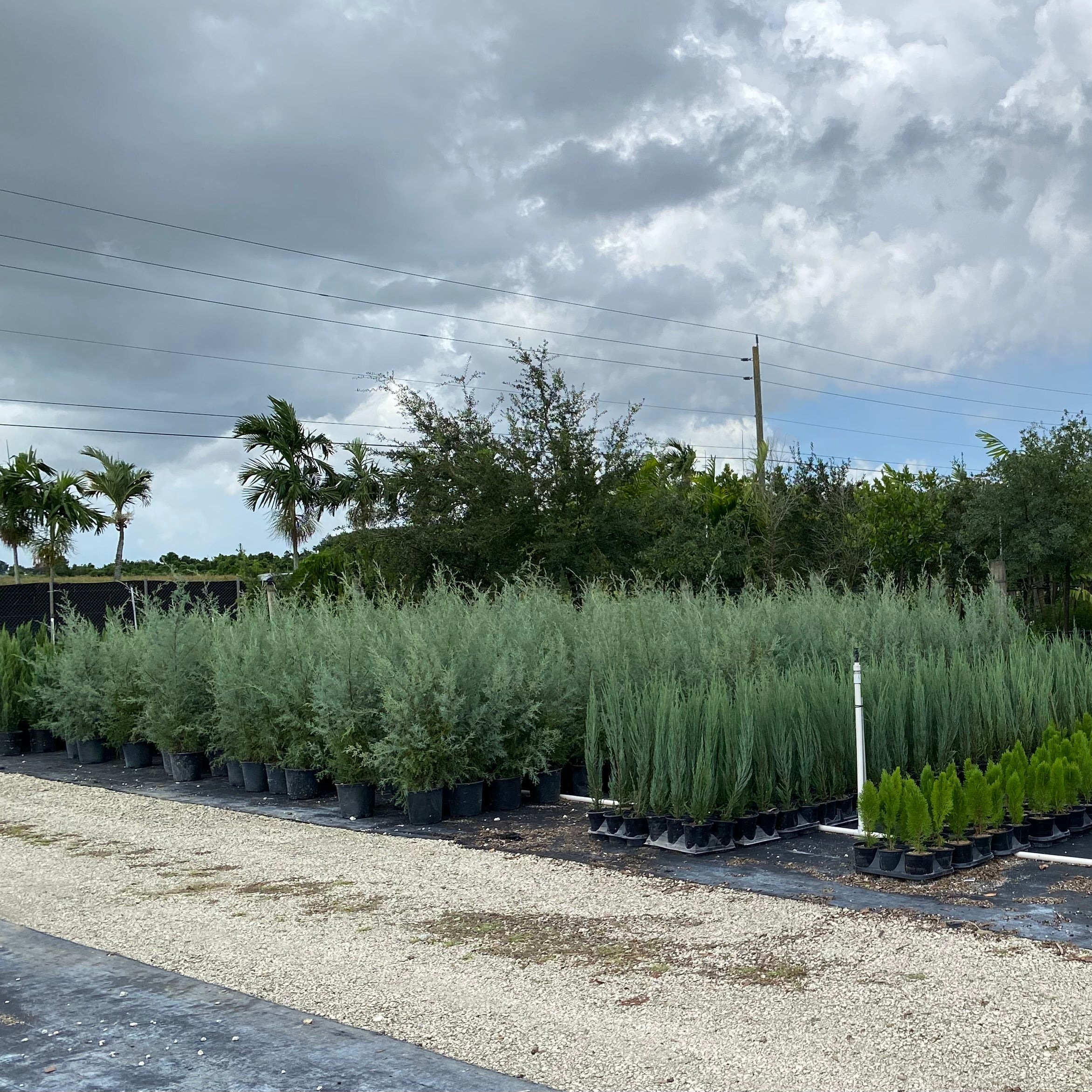 Southern Red Cedar, Juniperus silicicola in nursery