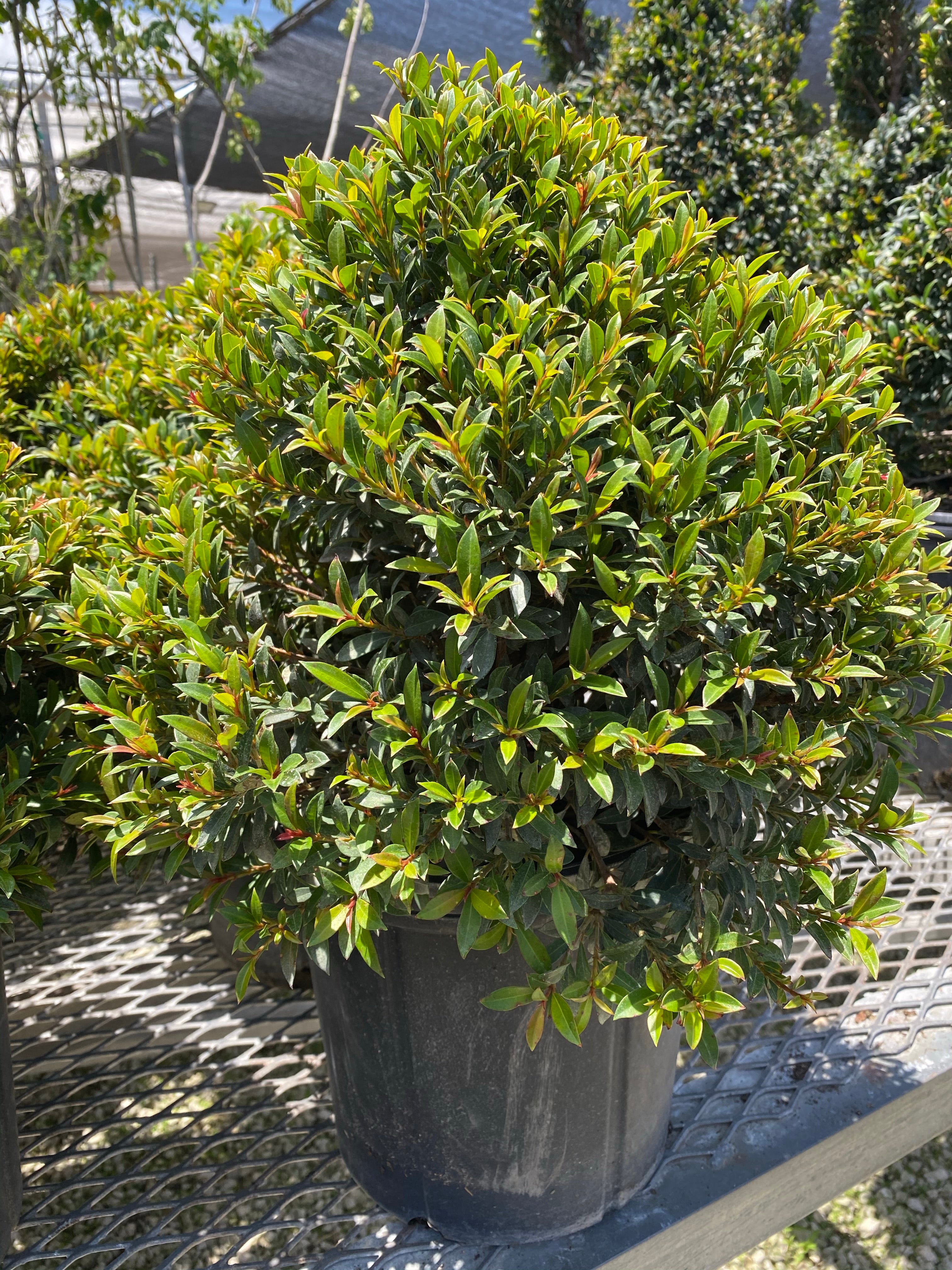Topiary Eugenia Globulus Sphere Tree