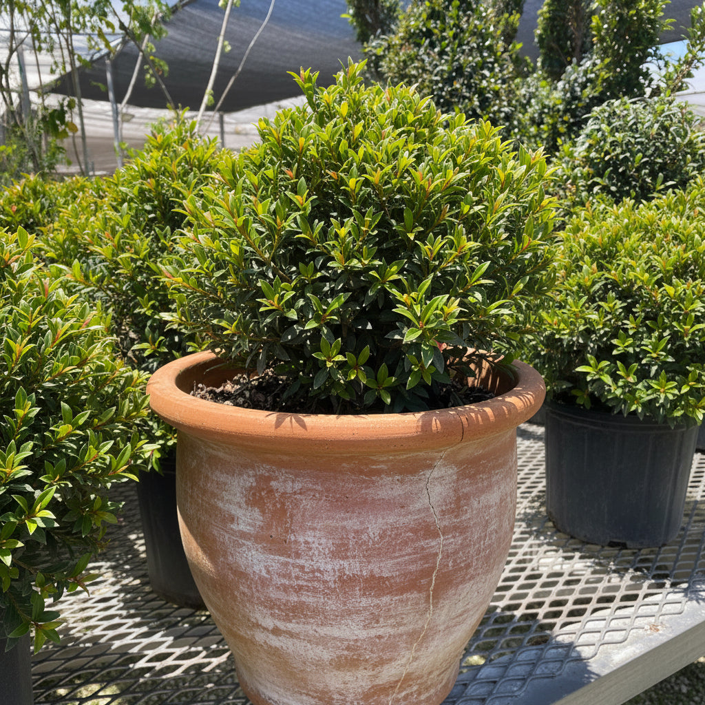 Topiary Eugenia Globulus Sphere Tree nursery container 2gal