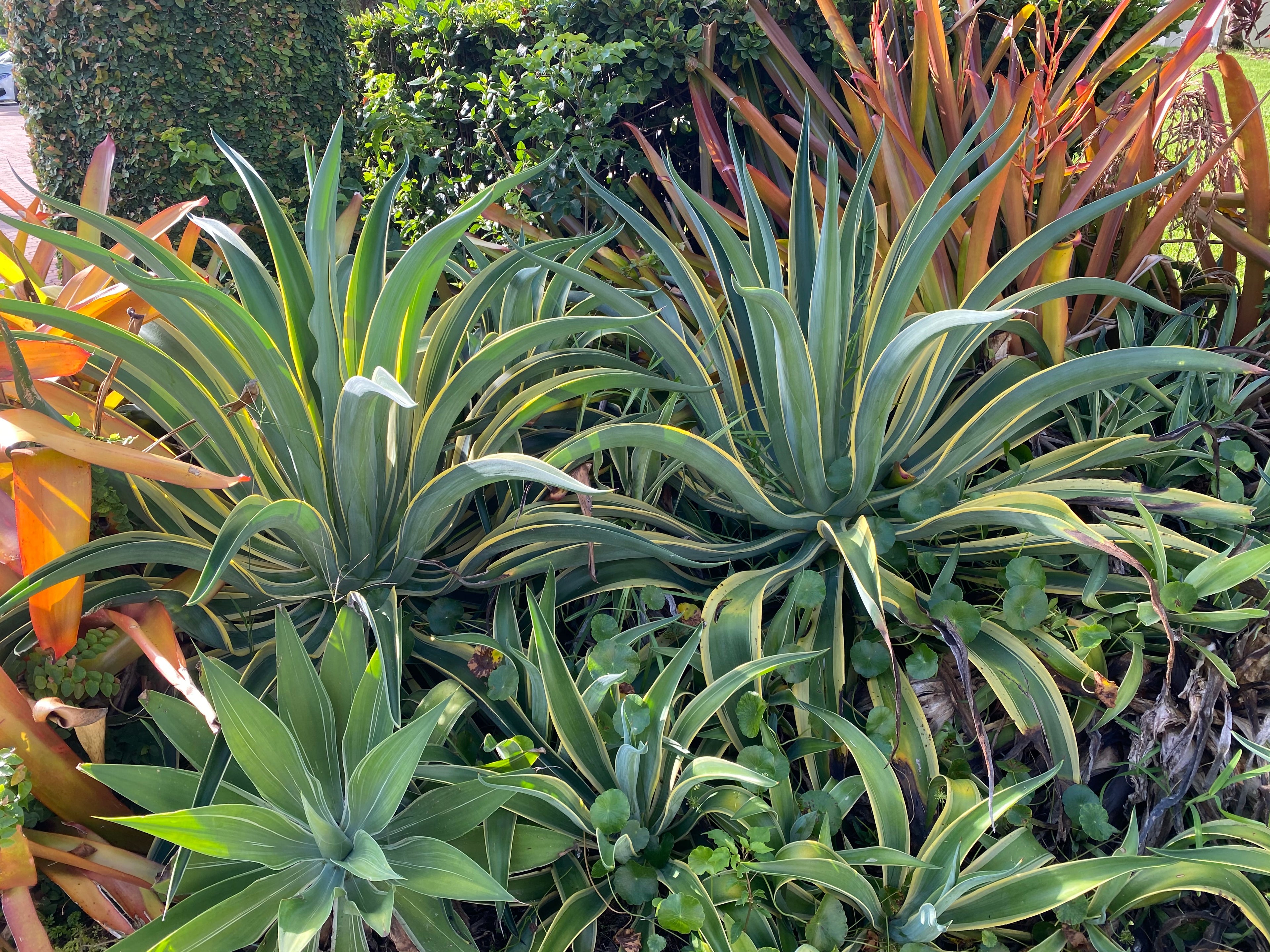 Agave Desmettiana Variegata Dwarf Century Plant