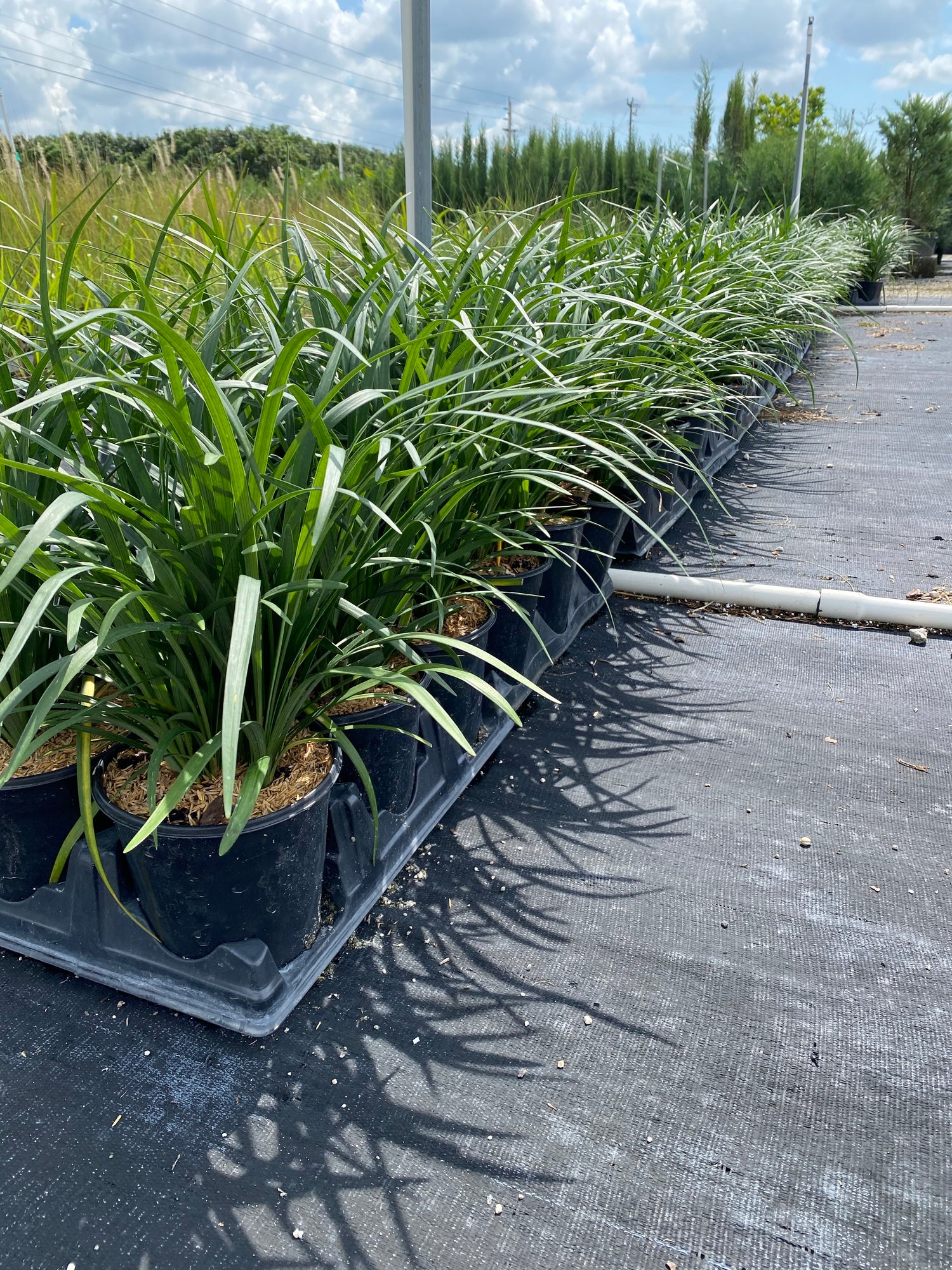 Liriope Muscari Big Blue, Lilyturf