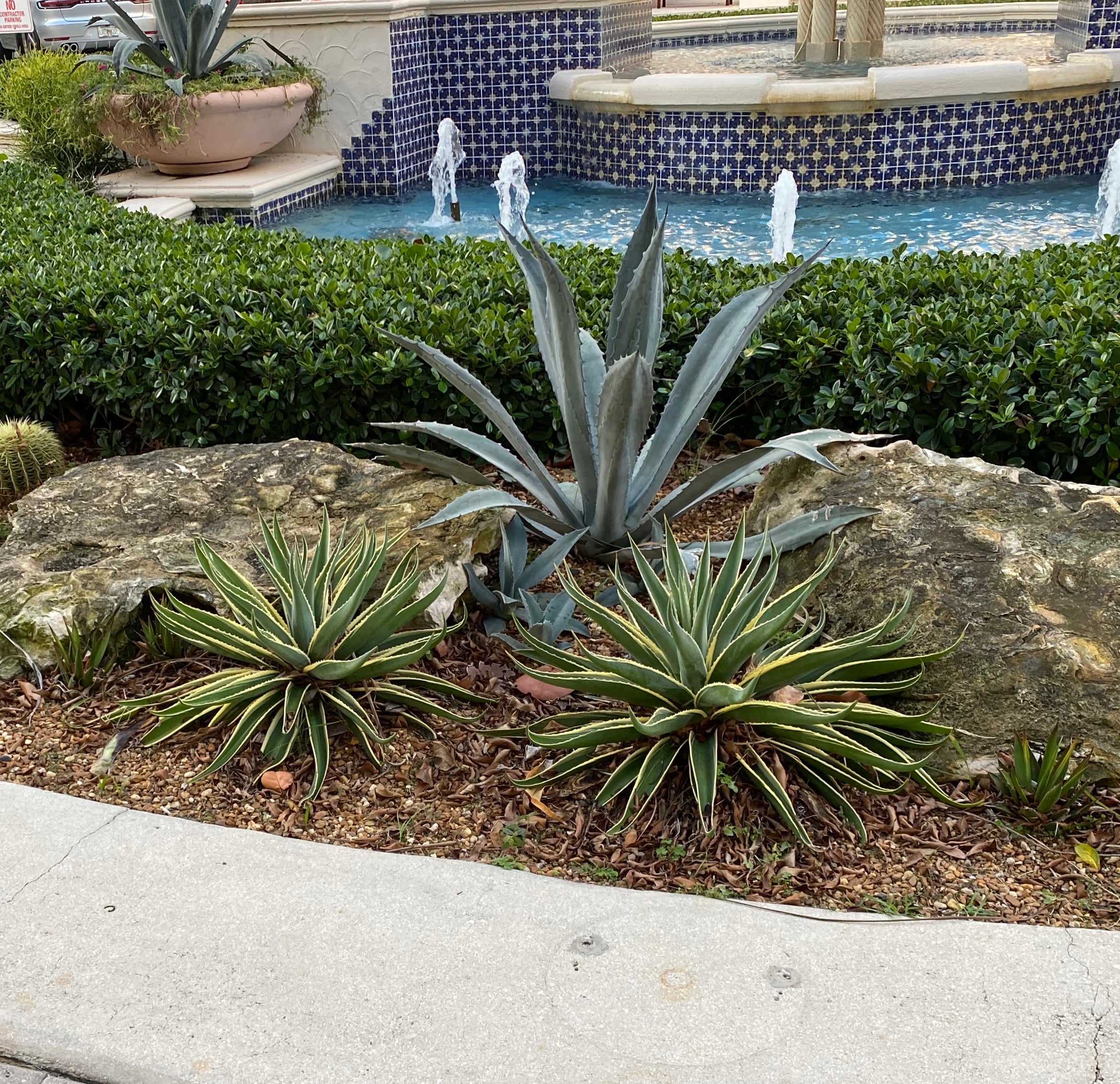 Agave Desmettiana Variegata Dwarf Century Plant