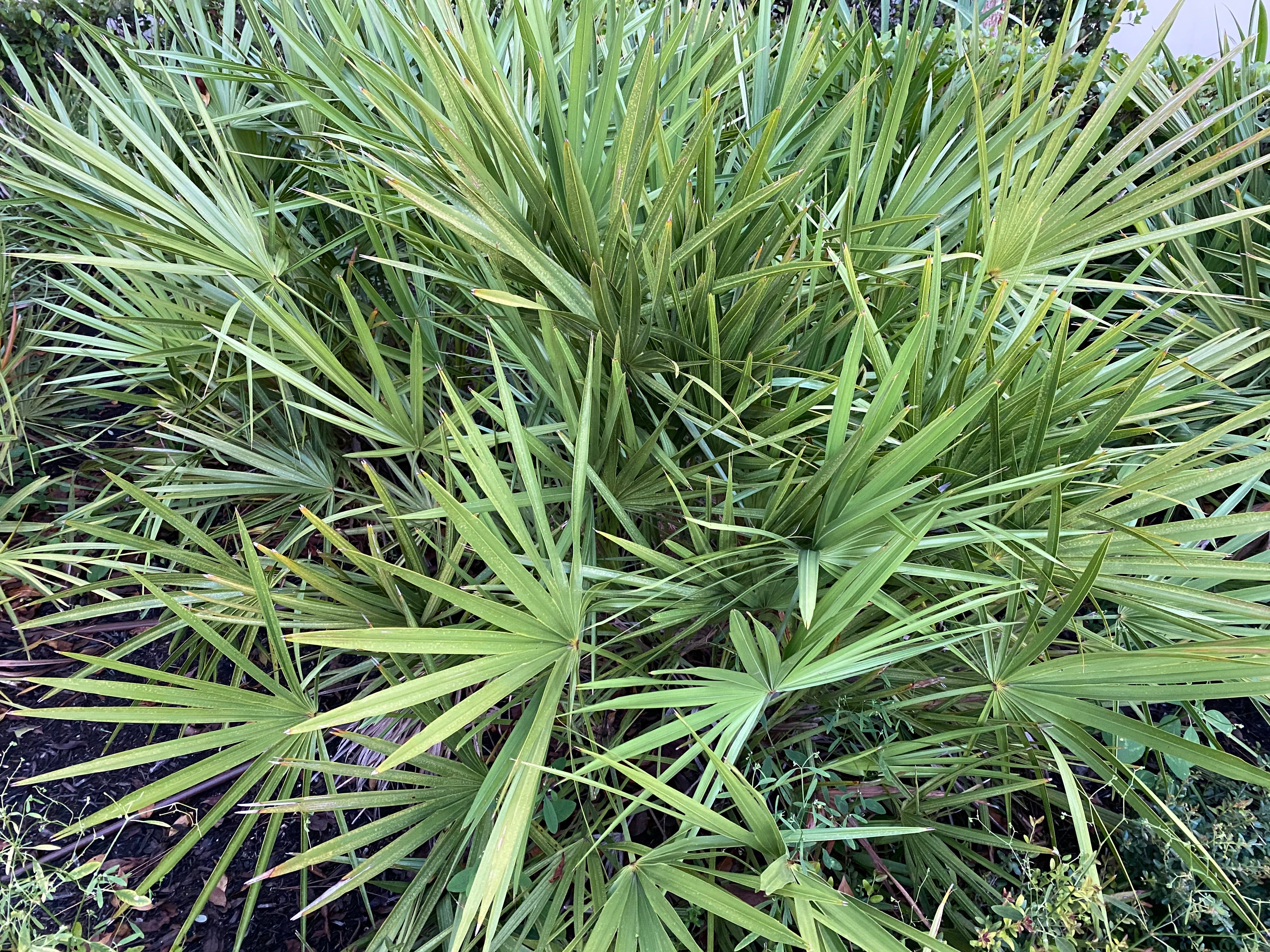 Saw Palmetto Green, Serenoa Repens close view