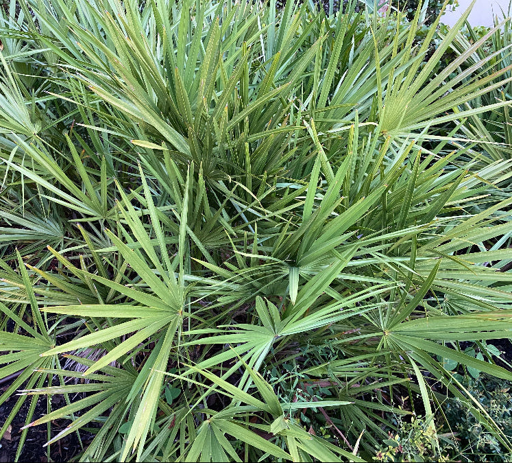 Saw Palmetto Green, Serenoa Repens close view
