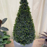 Topiary Eugenia Cone, Pyramid Tree