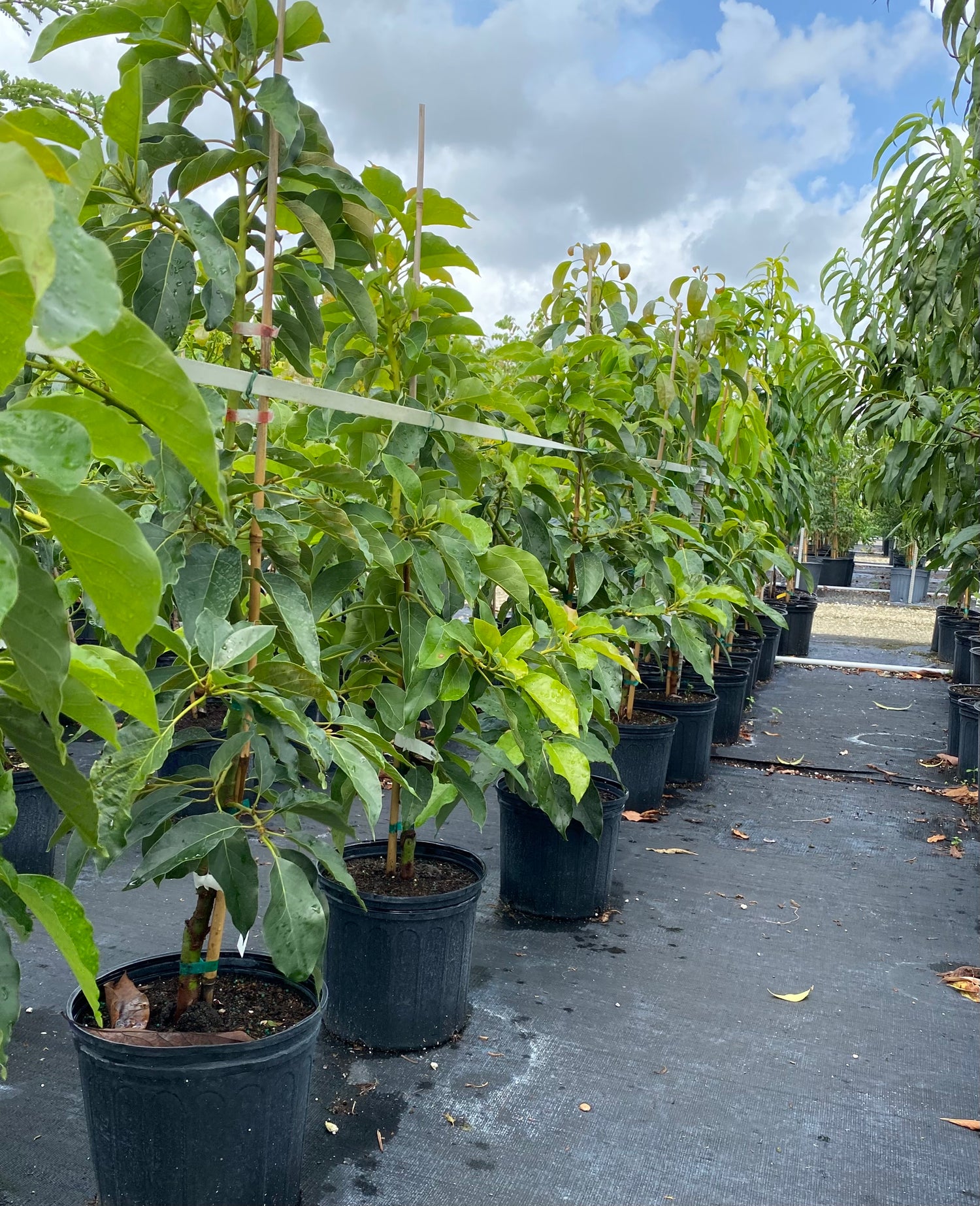 Avocado Fruit Tree, Cold Hardy, Persea Americana
