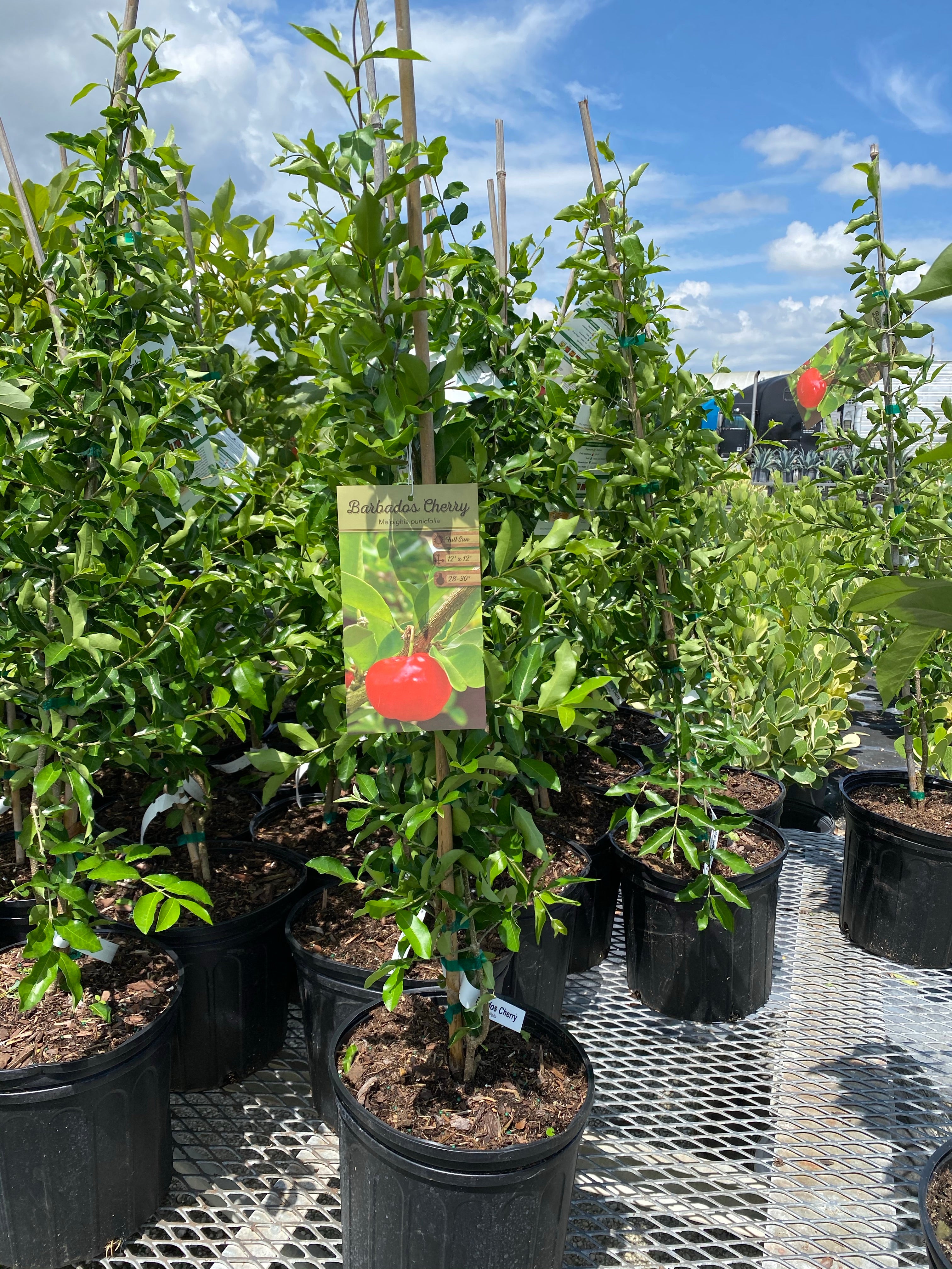 Barbados Acerola Cherry Fruit Tree