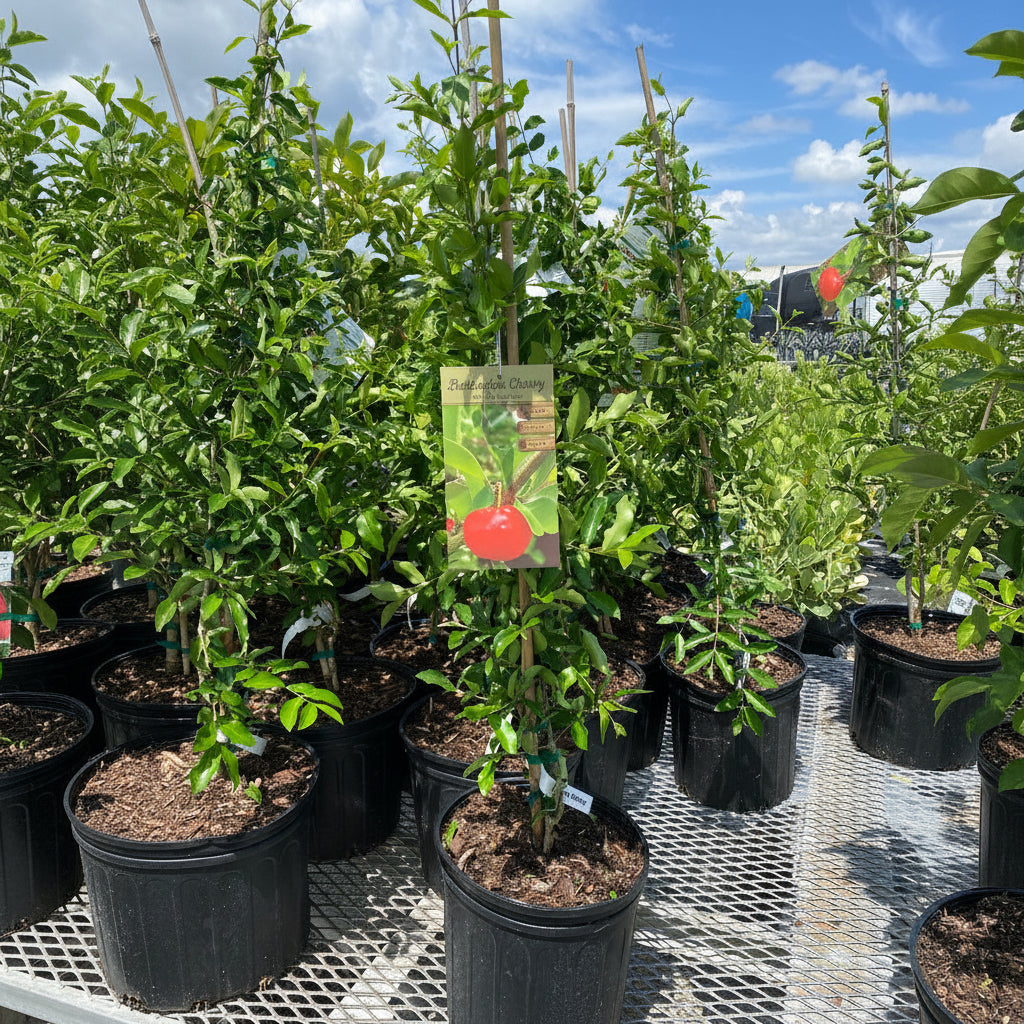 A healthy Barbados Acerola Cherry Fruit Tree with bright green leaves growing in a black nursery container.
