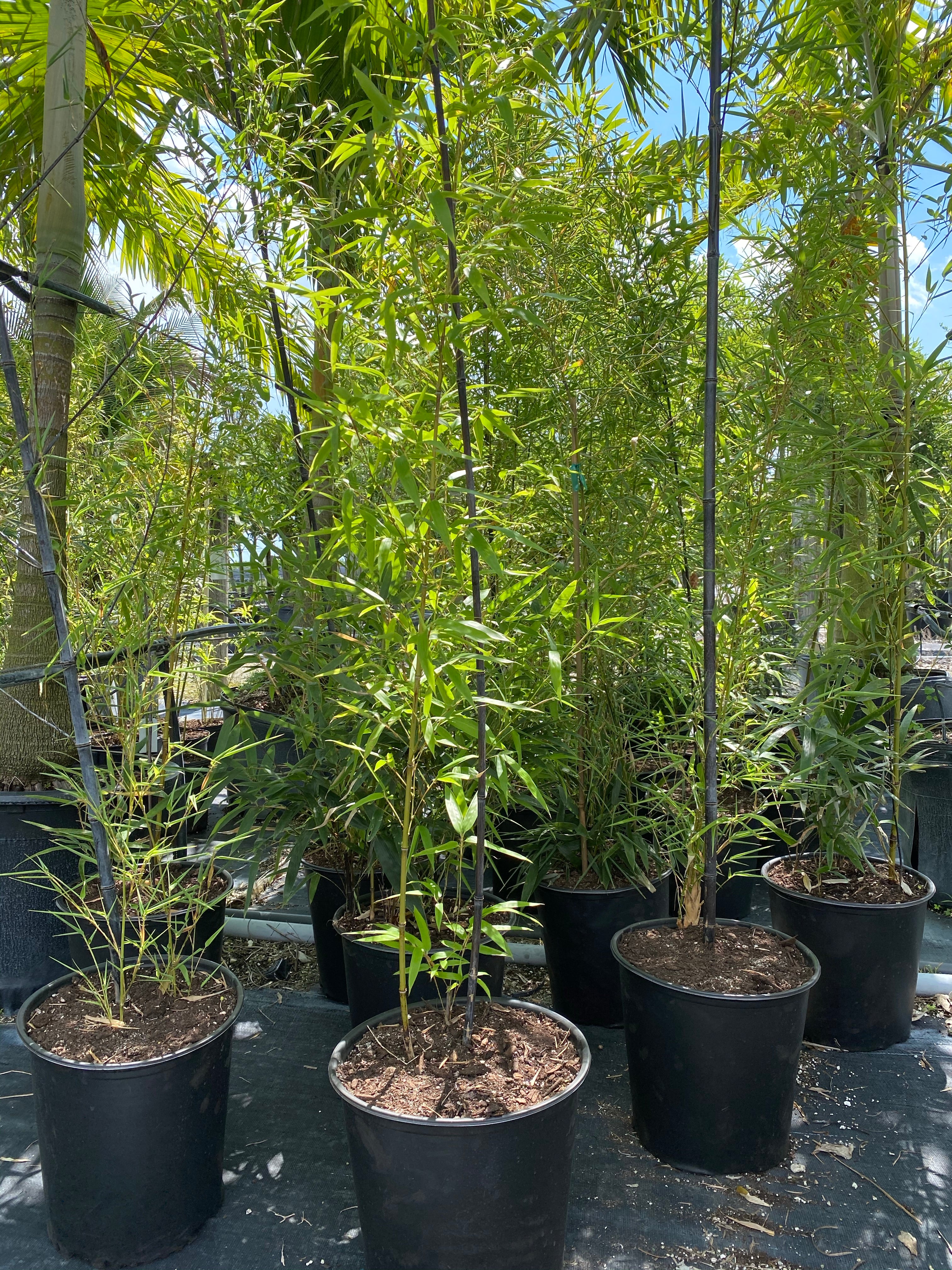 Black Bamboo Nigra, Phyllostachys Nigra &