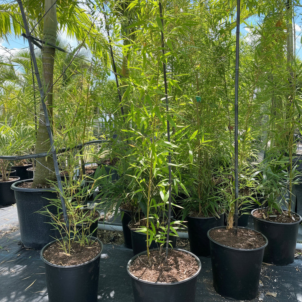 Black Bamboo Nigra, Phyllostachys Nigra &