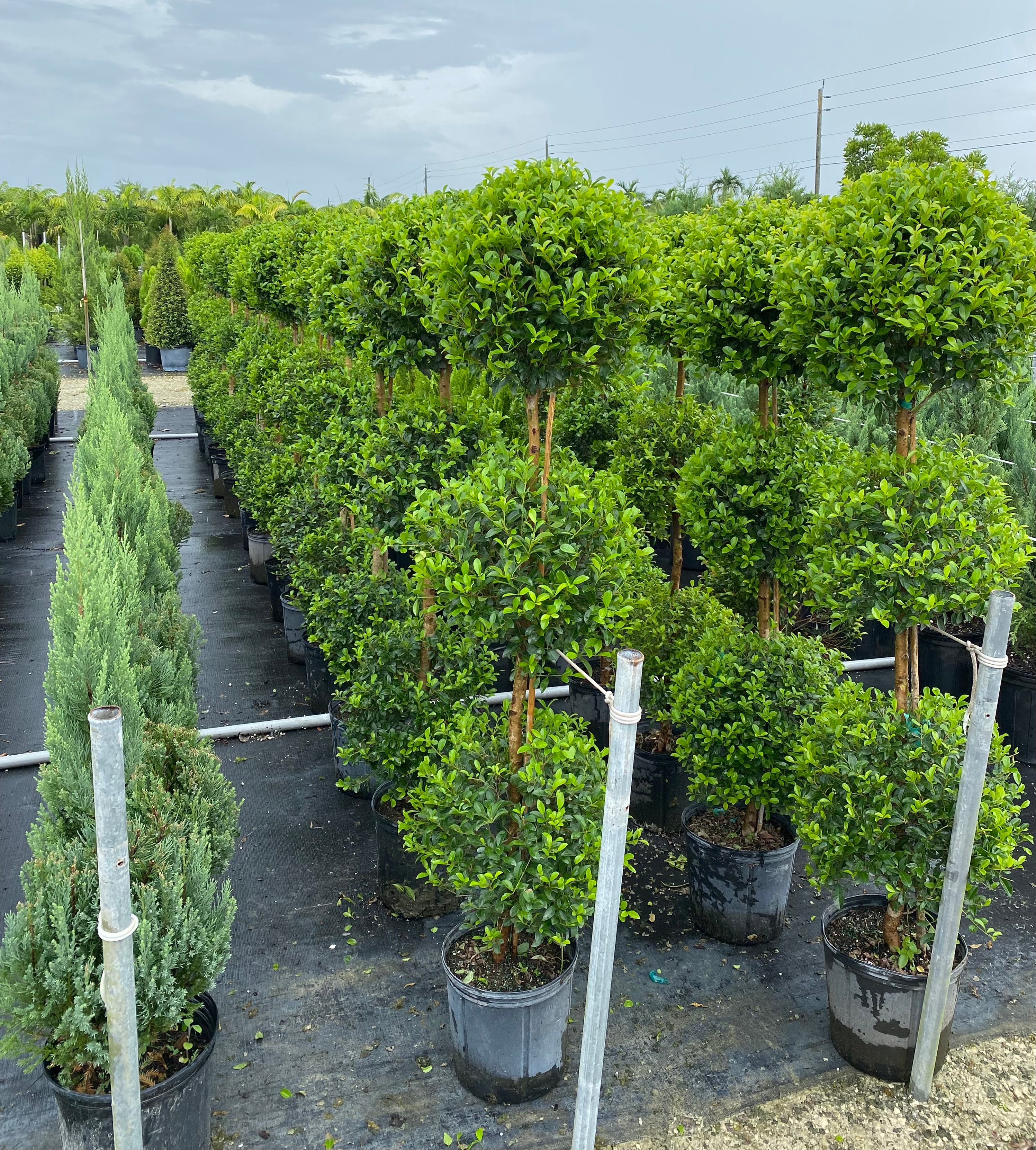 Topiary Eugenia 3-Ball Tree Form