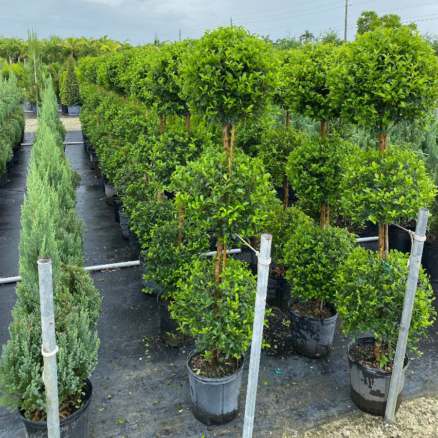 Topiary Eugenia 3-Ball Tree Form nursery container 5gal.