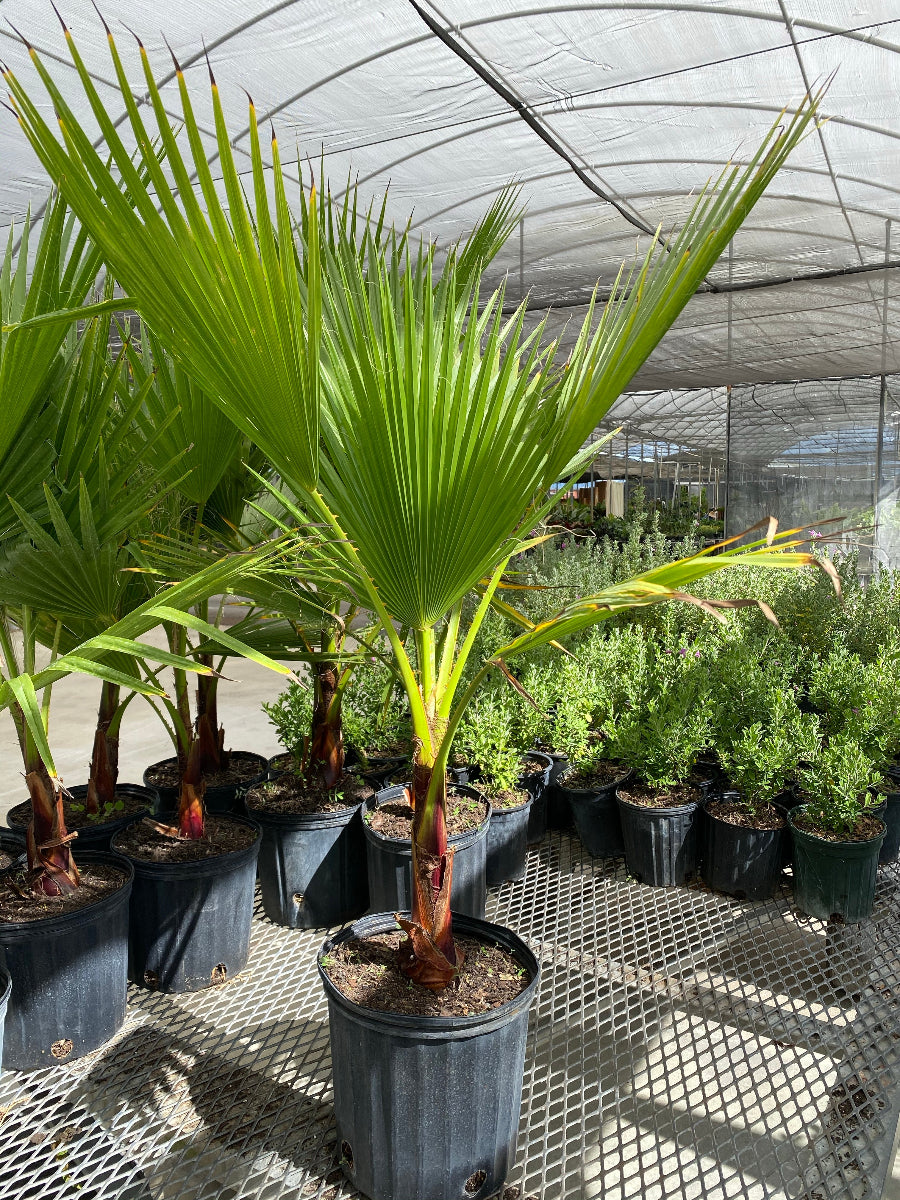 A mature Washington Palm (Mexican Fan Palm) showcasing its tall trunk and a crown of large