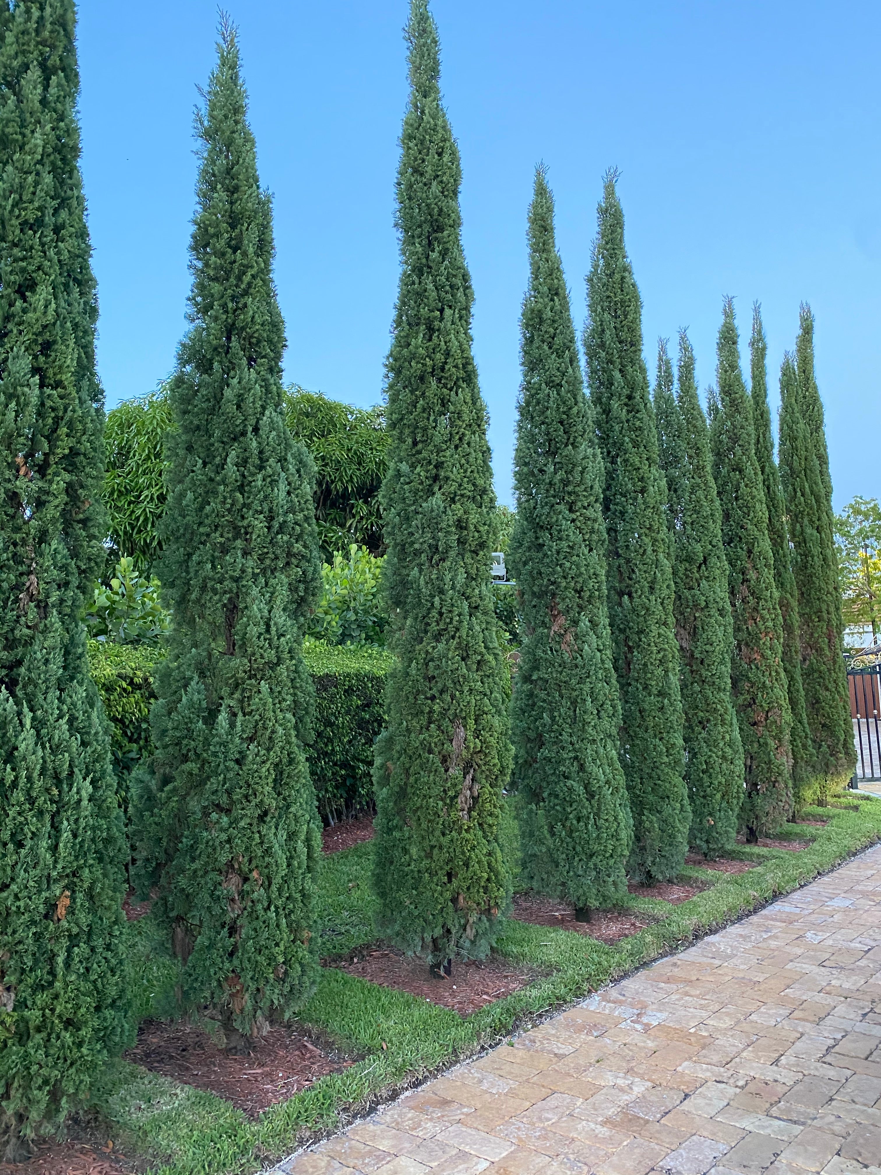 Dwarf Italian Cypress, Mediterranean Cypress