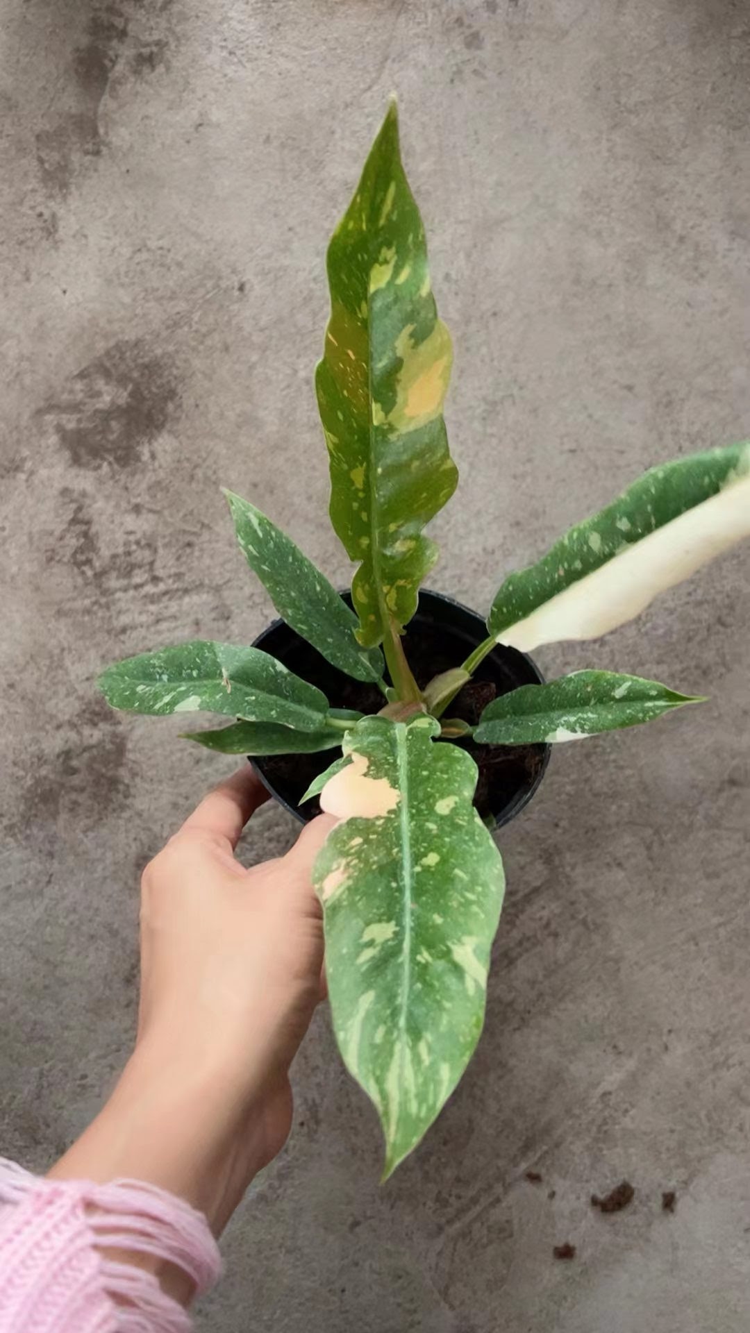 single Philodendron Ring of Fire Variegated in a pot