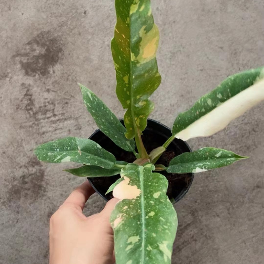 single Philodendron Ring of Fire Variegated in a pot