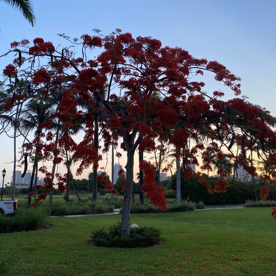 Mature Royal Poinciana Flamboyant Tree, showcasing a massive, wide umbrella-shaped canopy heavily covered in spectacular reddish-orange blooms, standing prominently in a lush, expansive park setting with other mature landscaping and a partial distant city skyline under a bright sky, ideal as a stunning, mature shade tree and grand landscape centerpiece.
