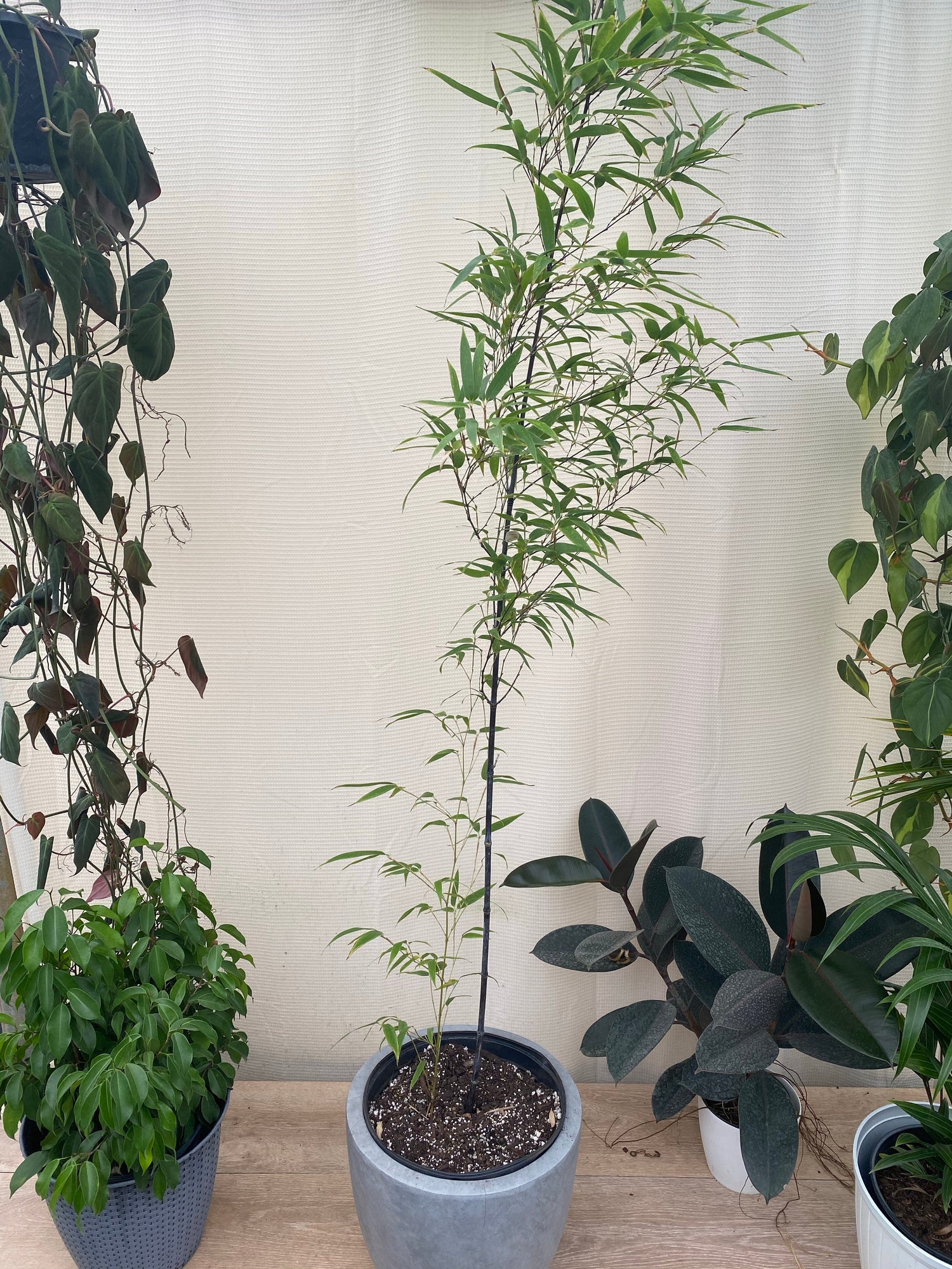 Black Bamboo Timor, Bambusa Lako in a white pot