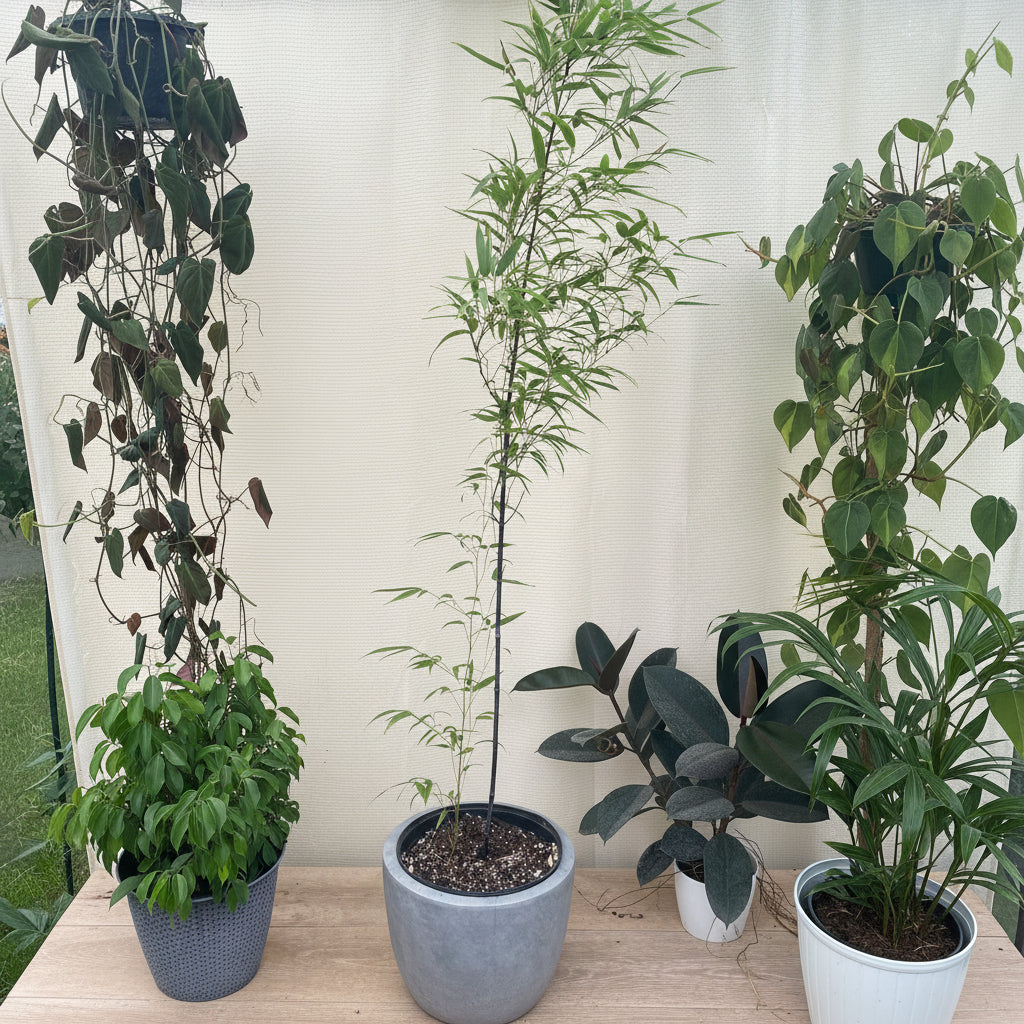 Black Bamboo Timor, Bambusa Lako in a white pot