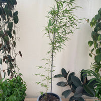 Black Bamboo Timor, Bambusa Lako