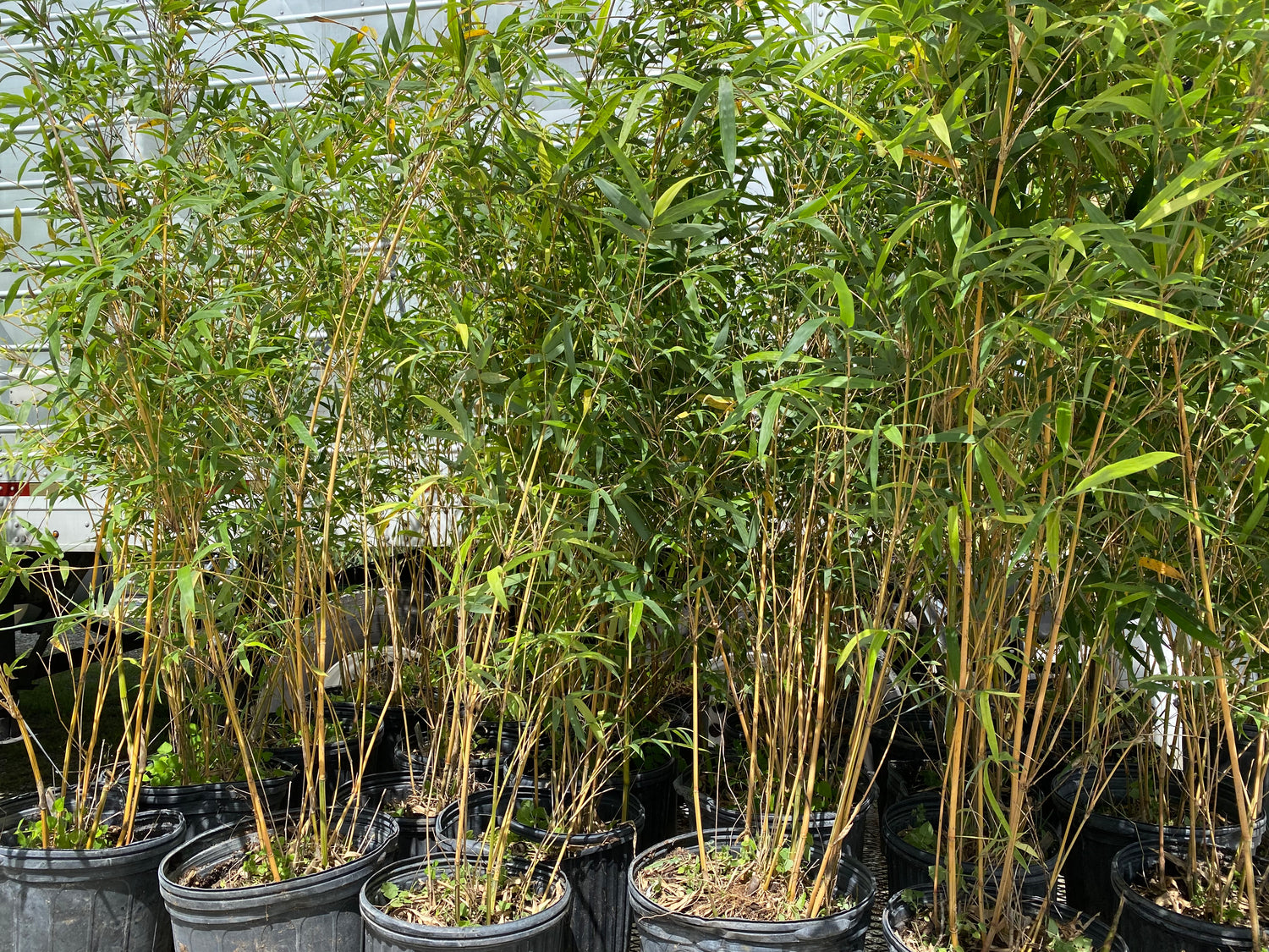 multiple Alphonse Karr Bamboo, Bambusa multiplex