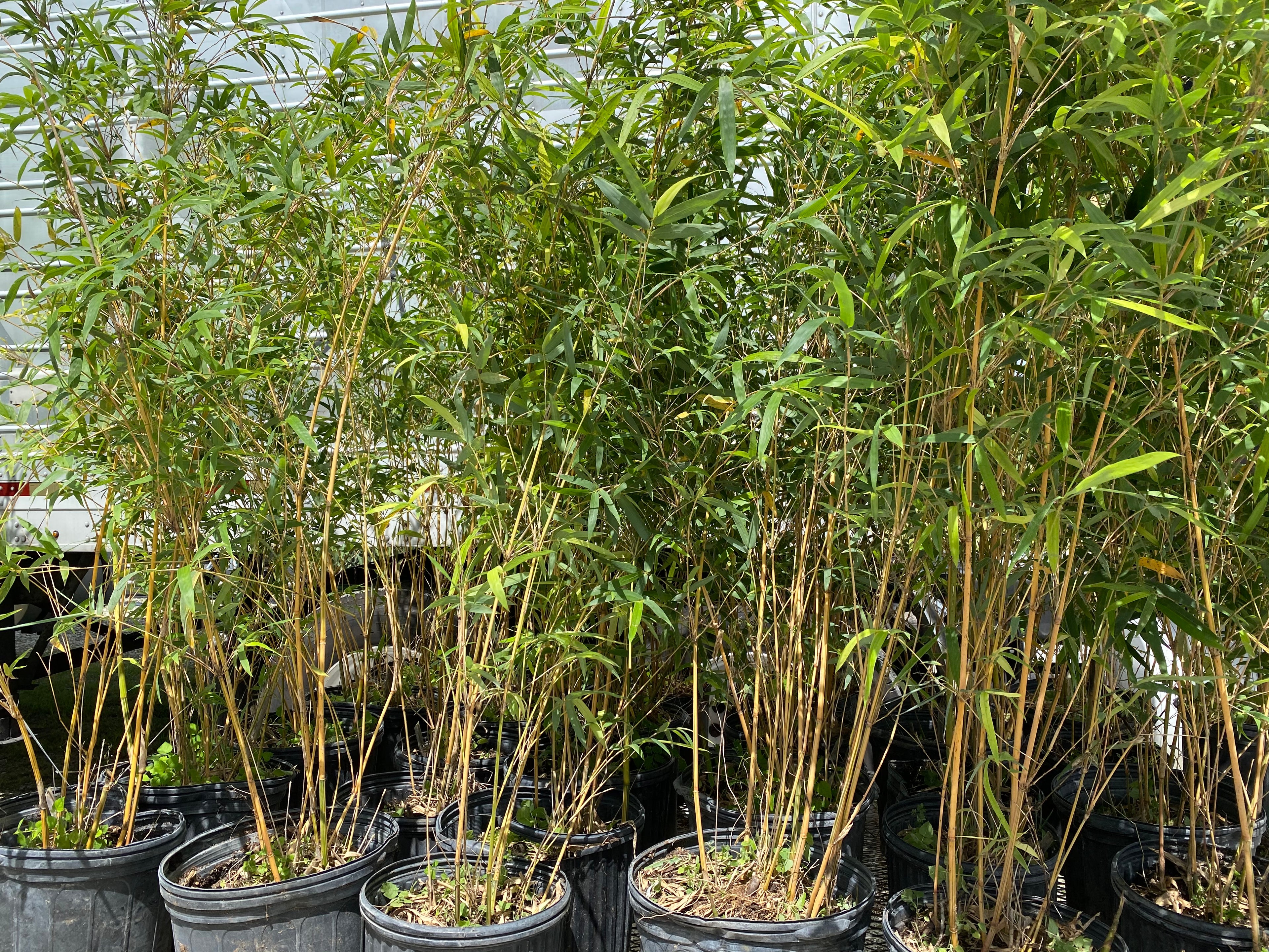multiple Alphonse Karr Bamboo, Bambusa multiplex