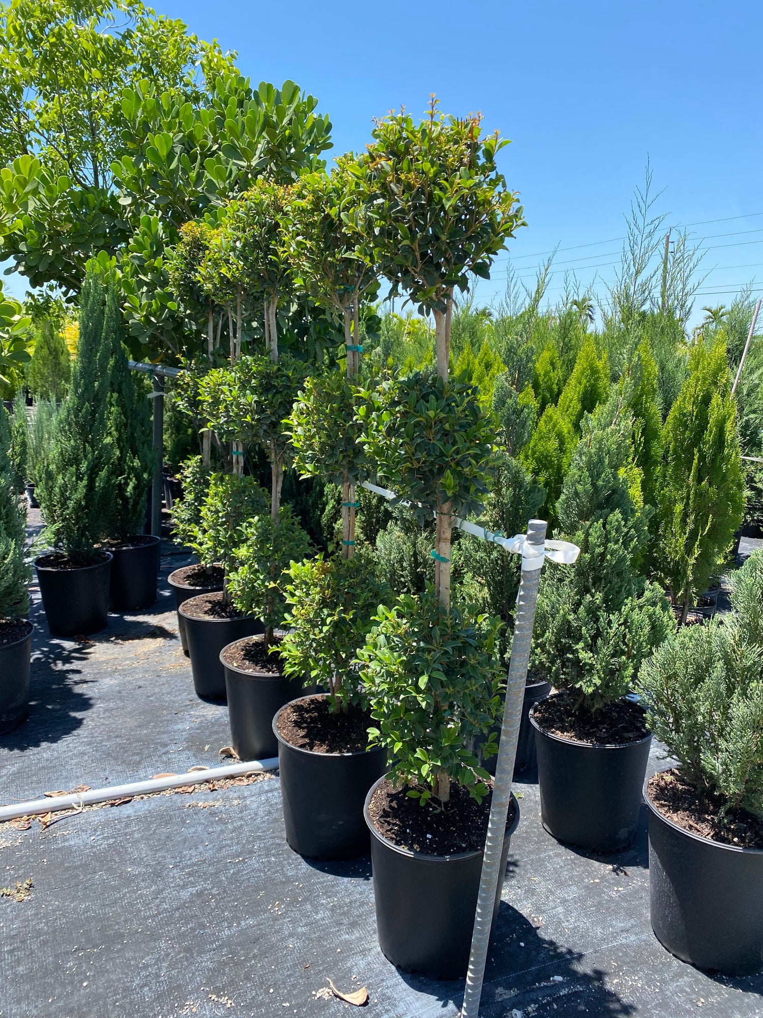 Topiary Eugenia 3-Ball Tree Form