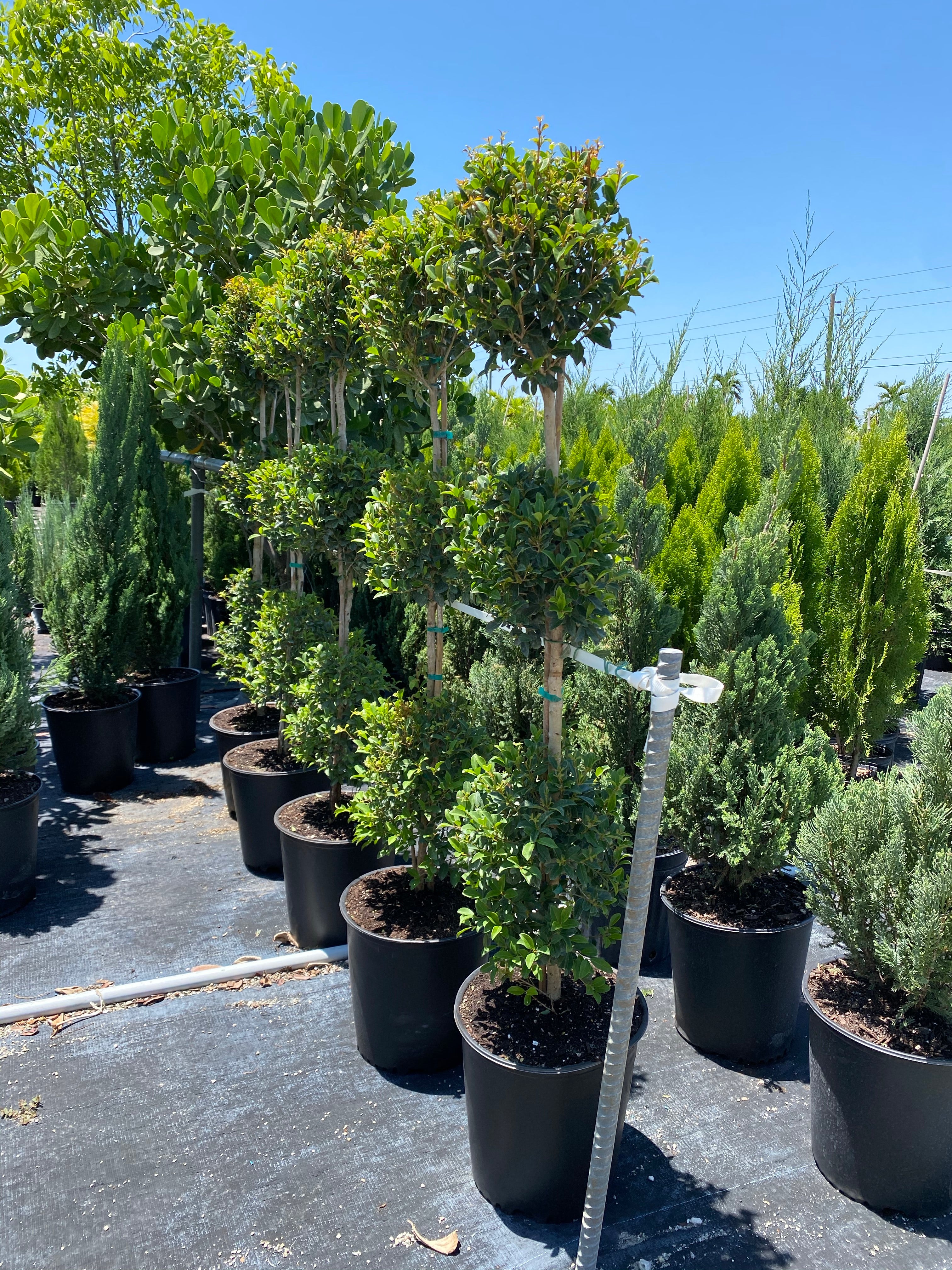 Topiary Eugenia 3-Ball Tree Form