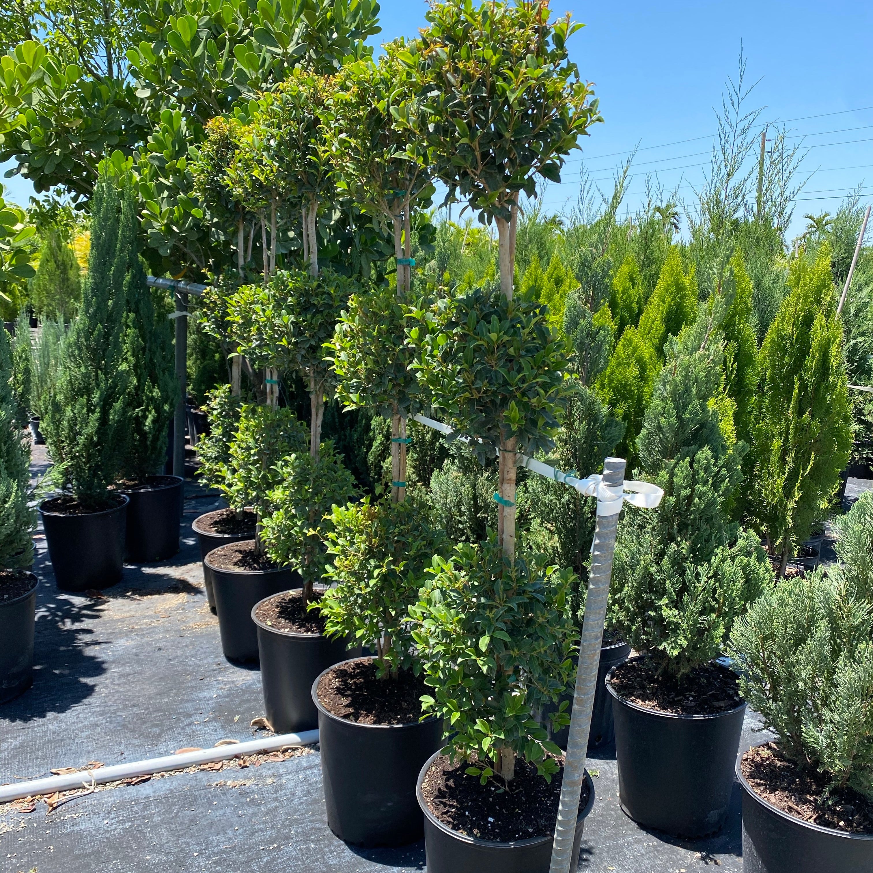 Topiary Eugenia 3-Ball Tree Form nursery container.