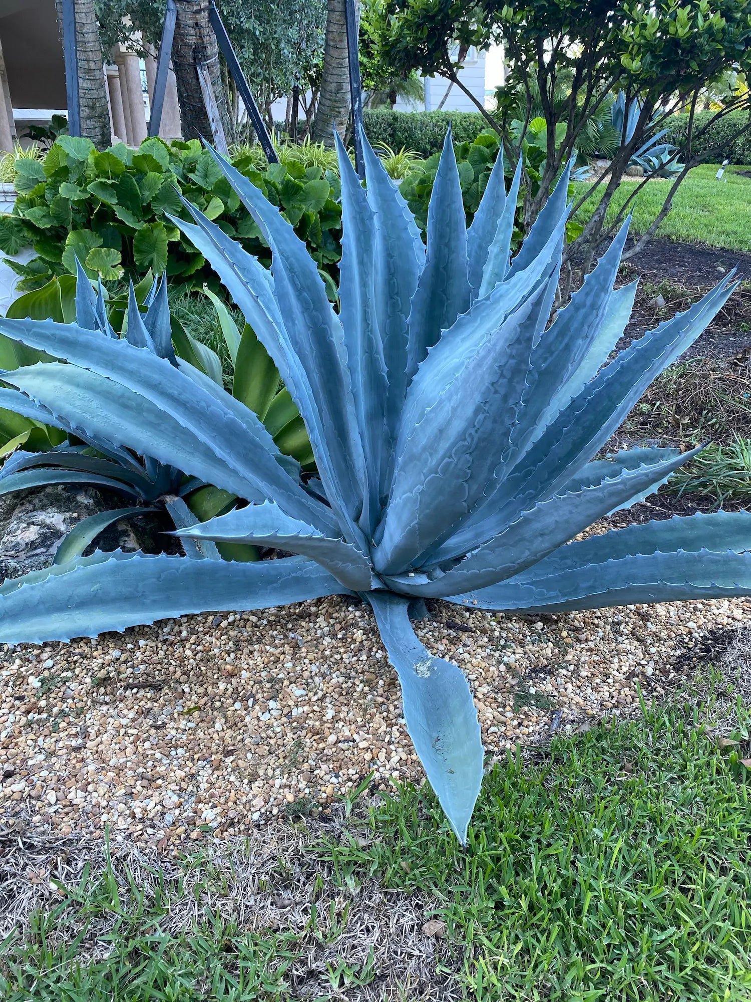 single Super Blue Agave Americana, Century Plant