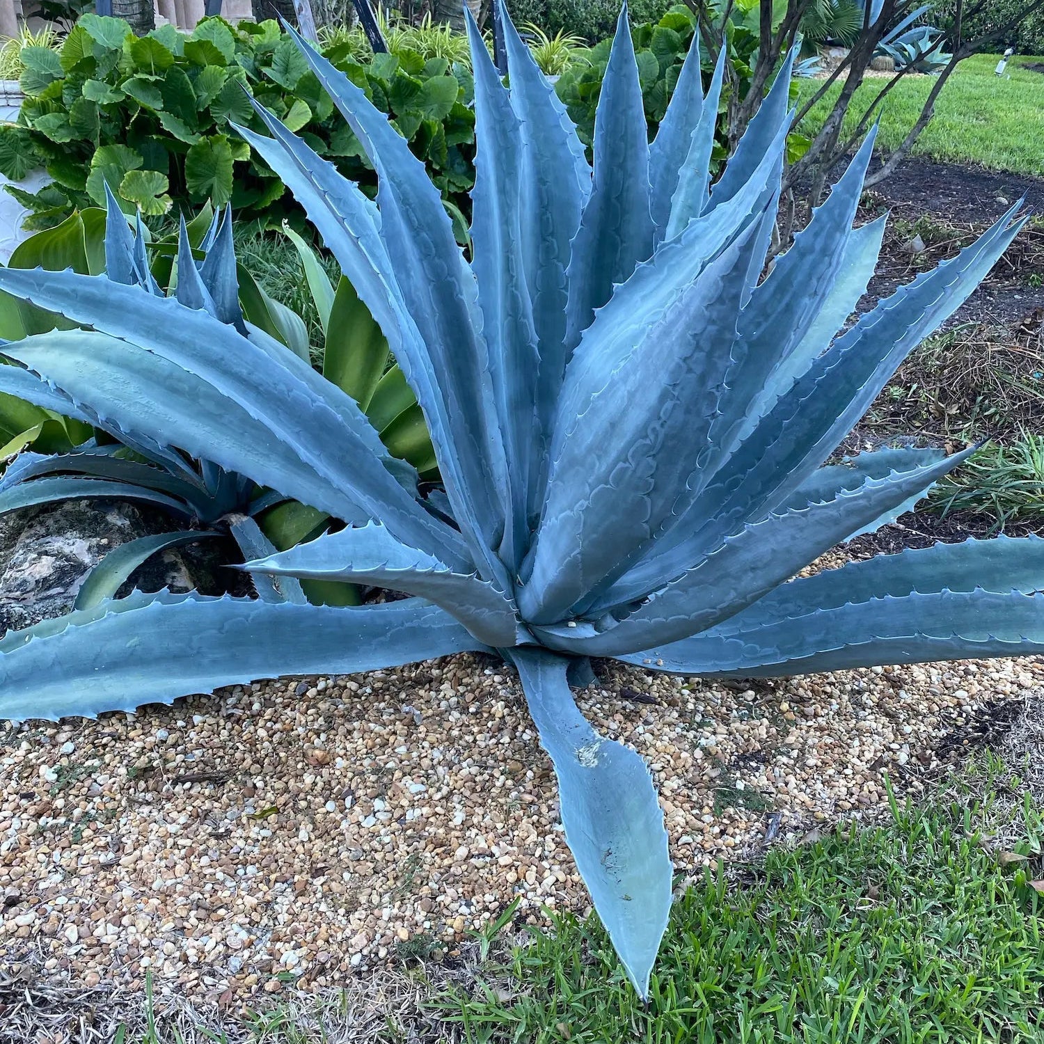 single Super Blue Agave Americana, Century Plant