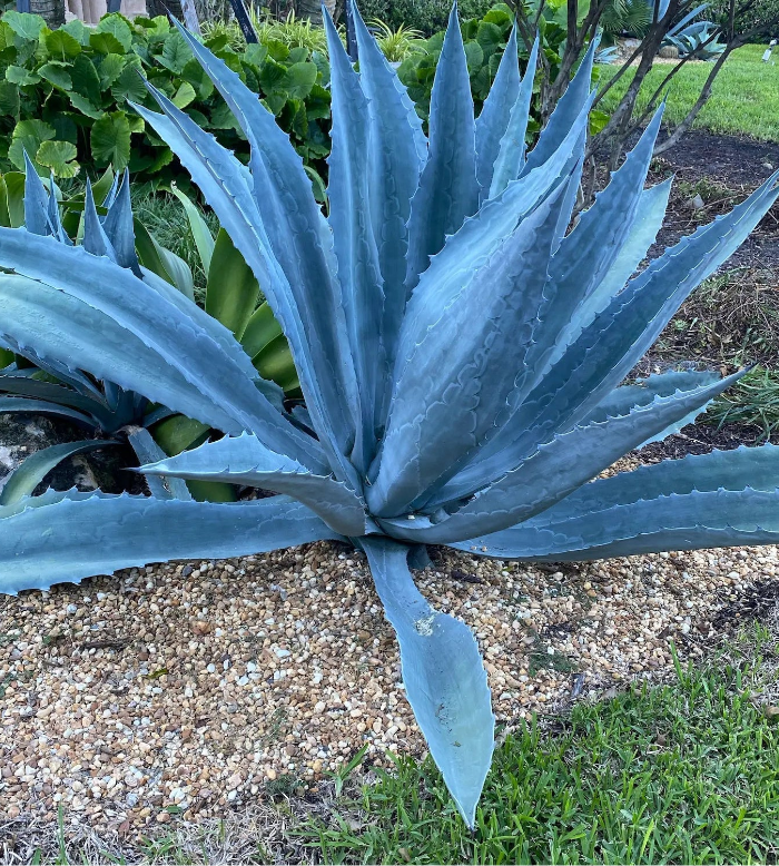 single Super Blue Agave Americana, Century Plant