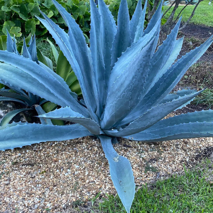 single Super Blue Agave Americana, Century Plant