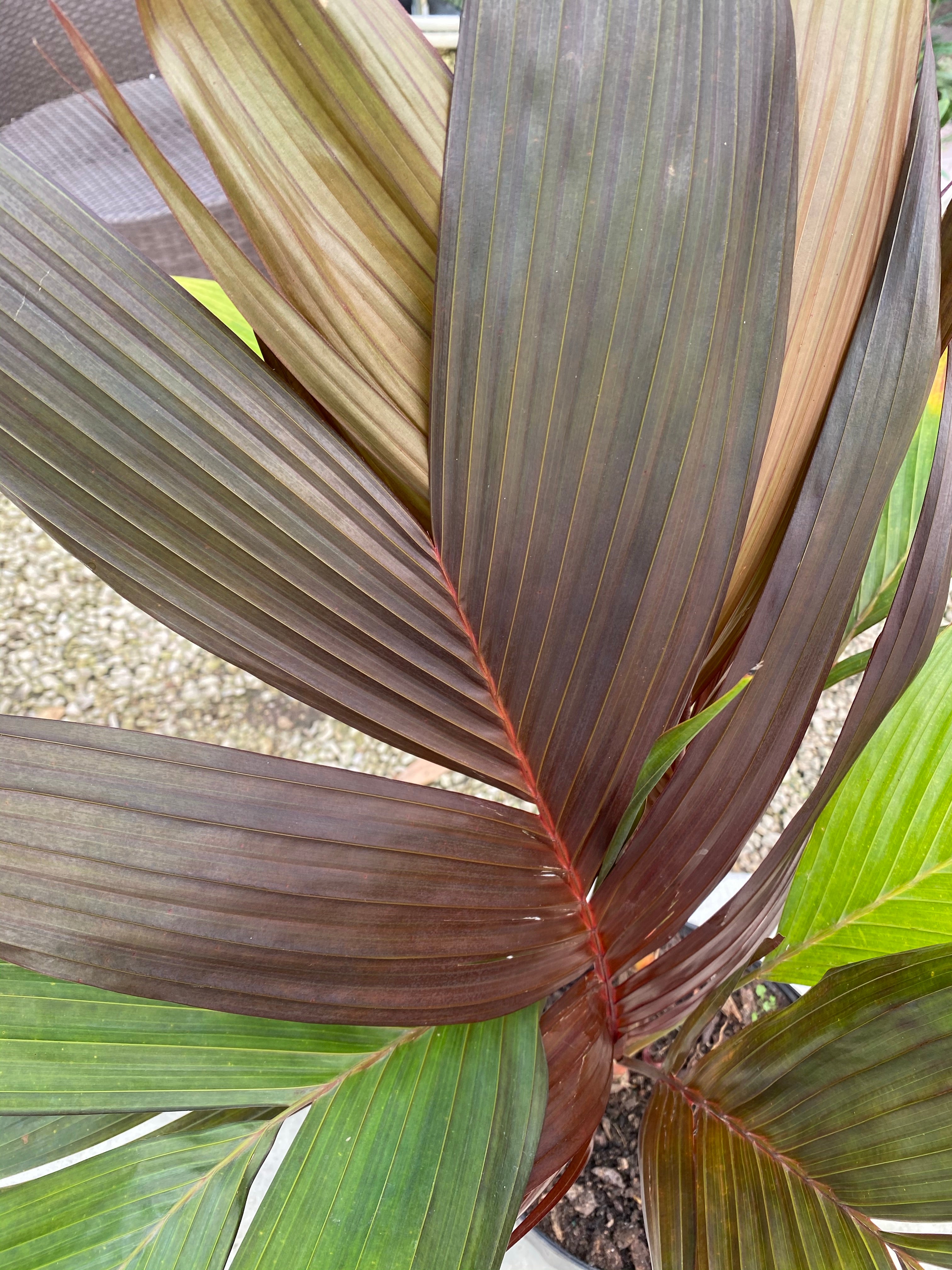 Areca Vestiaria, Red Crownshaft Palm, Rare and Exotic