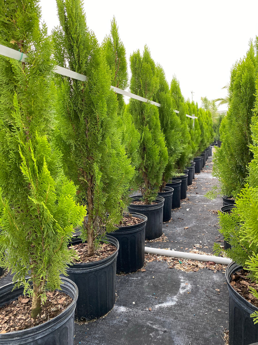 Rows of potted Yellow Ribbon Arborvitae