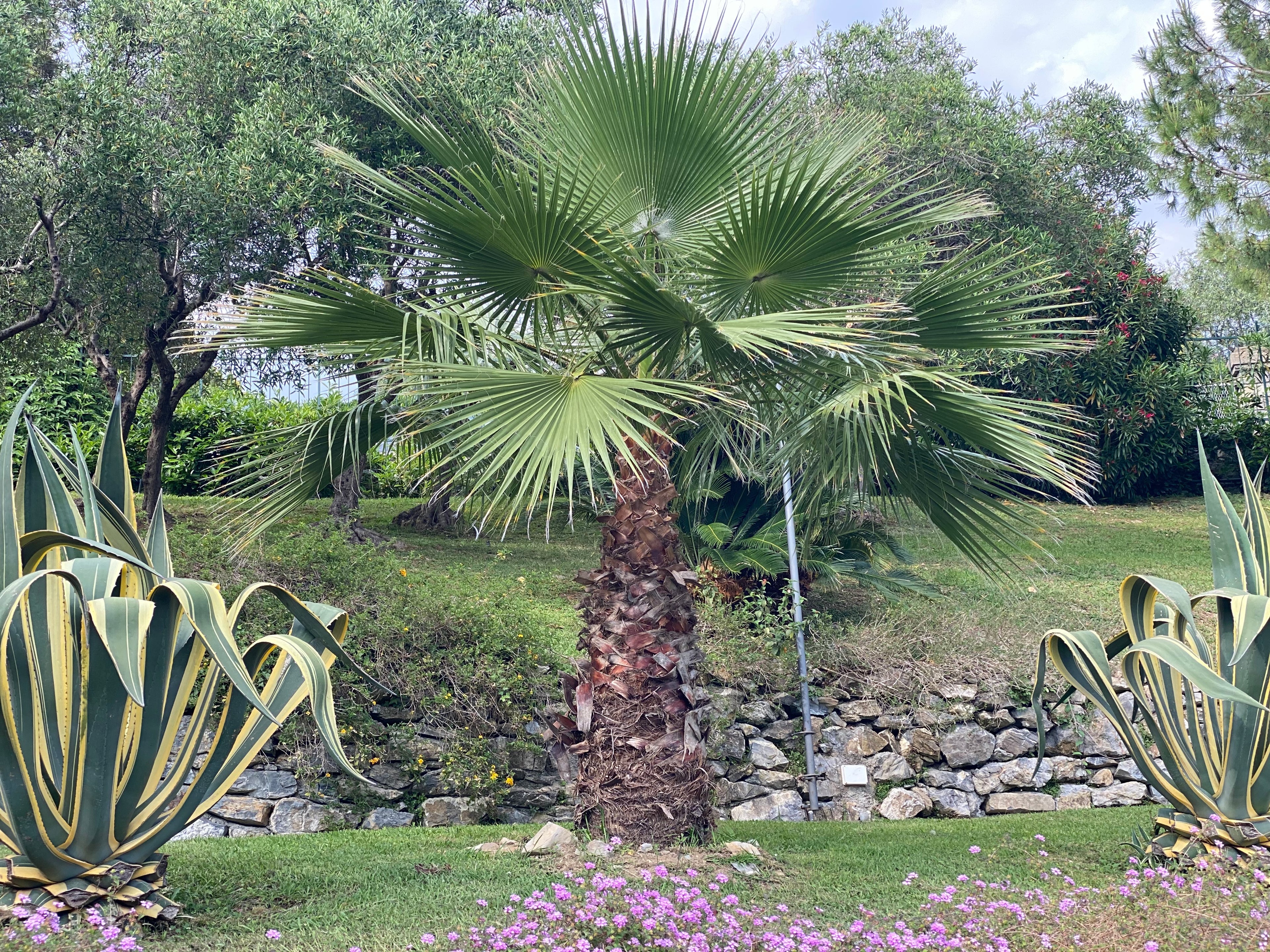 Washington Palm, Mexican Fan Palm Tree