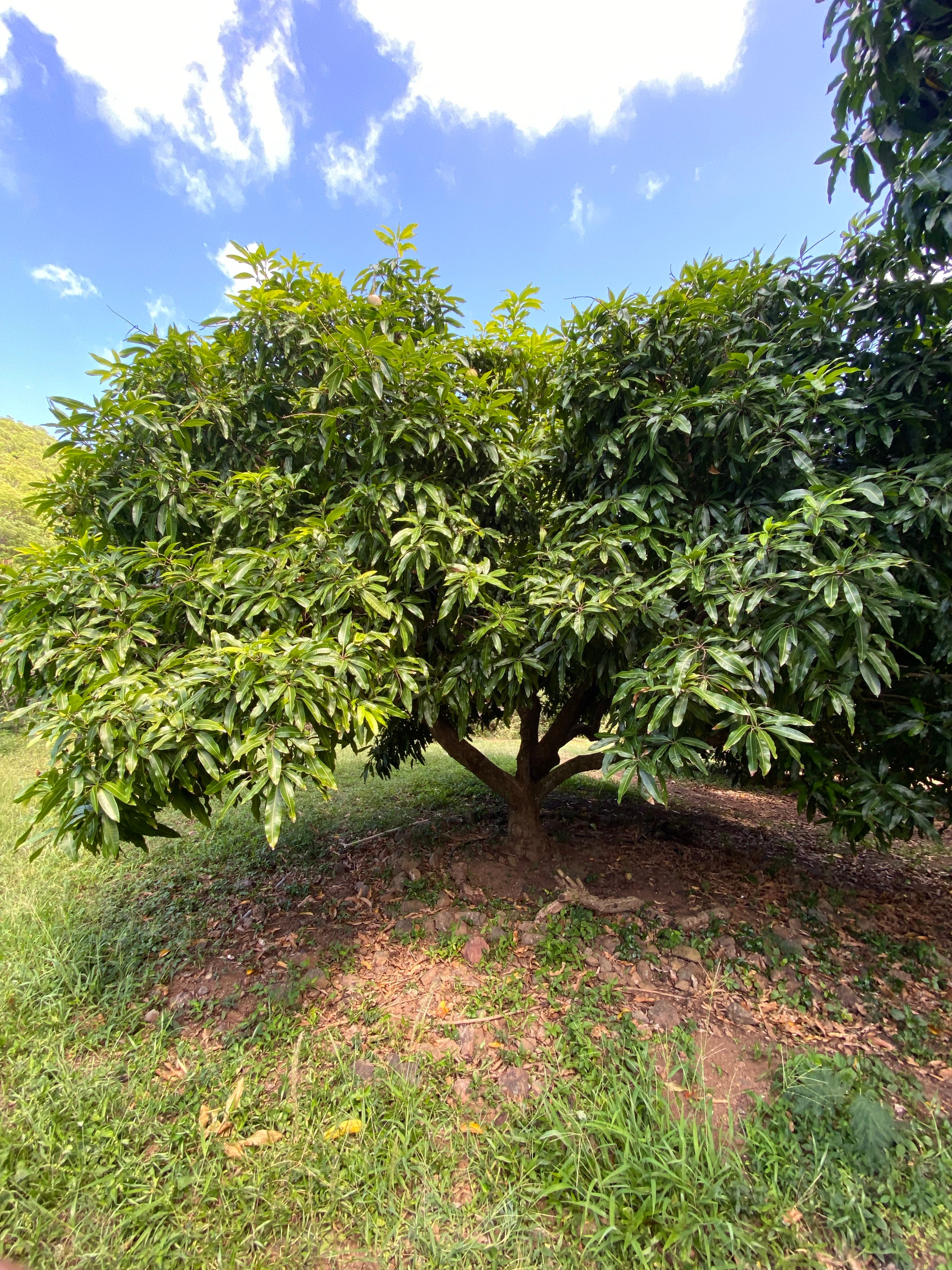 Valencia Pride Mango Fruit Tree, Mangifera indica